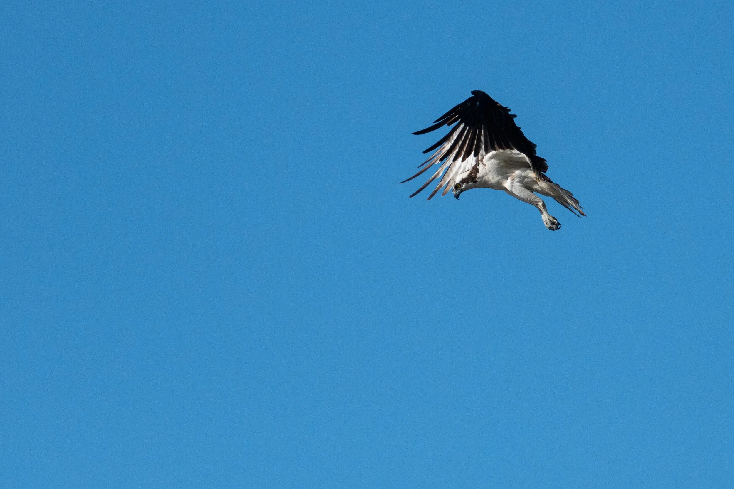 The Osprey Are Back