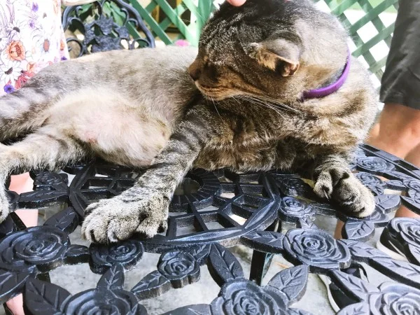 hemingway house photo diary