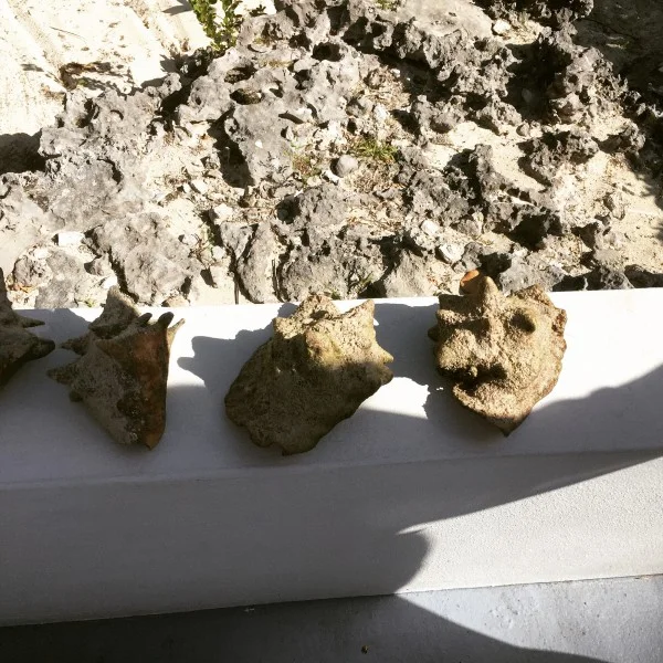 don't get conchy: the conch salad fail