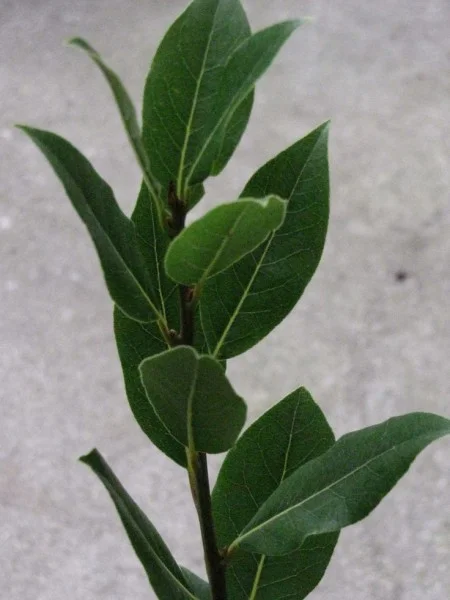 Hit Me Bay Leaf One More Time