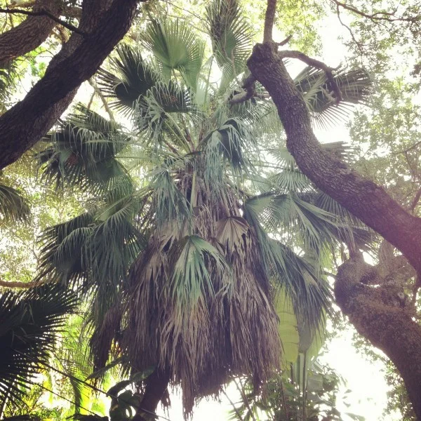 lemme get those greens