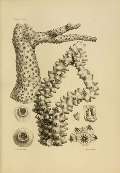 bigs ups to the biodiversity library