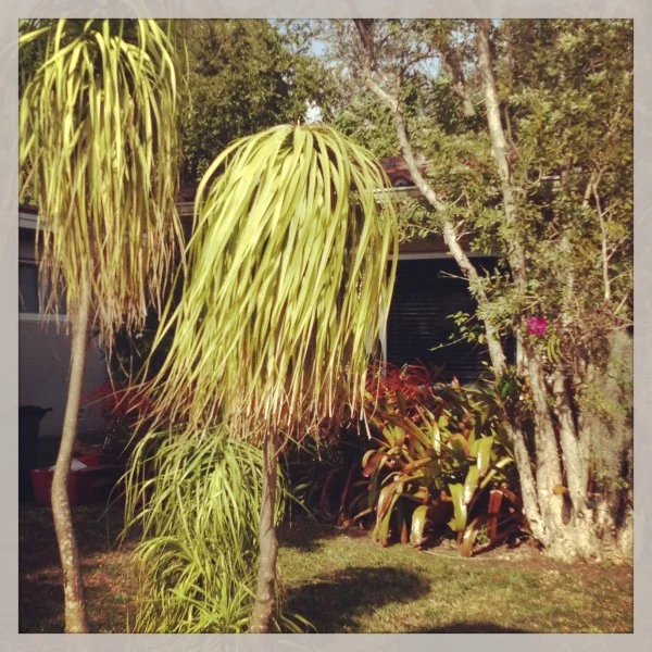 we won't flood you, follow @miaminicemag