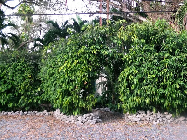 nice cribs, coconut grove