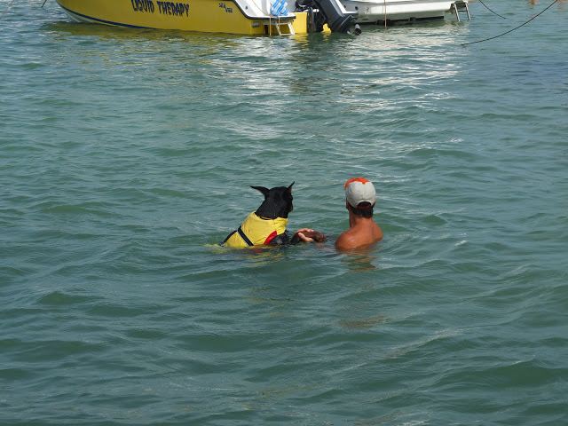 the doggy paddle