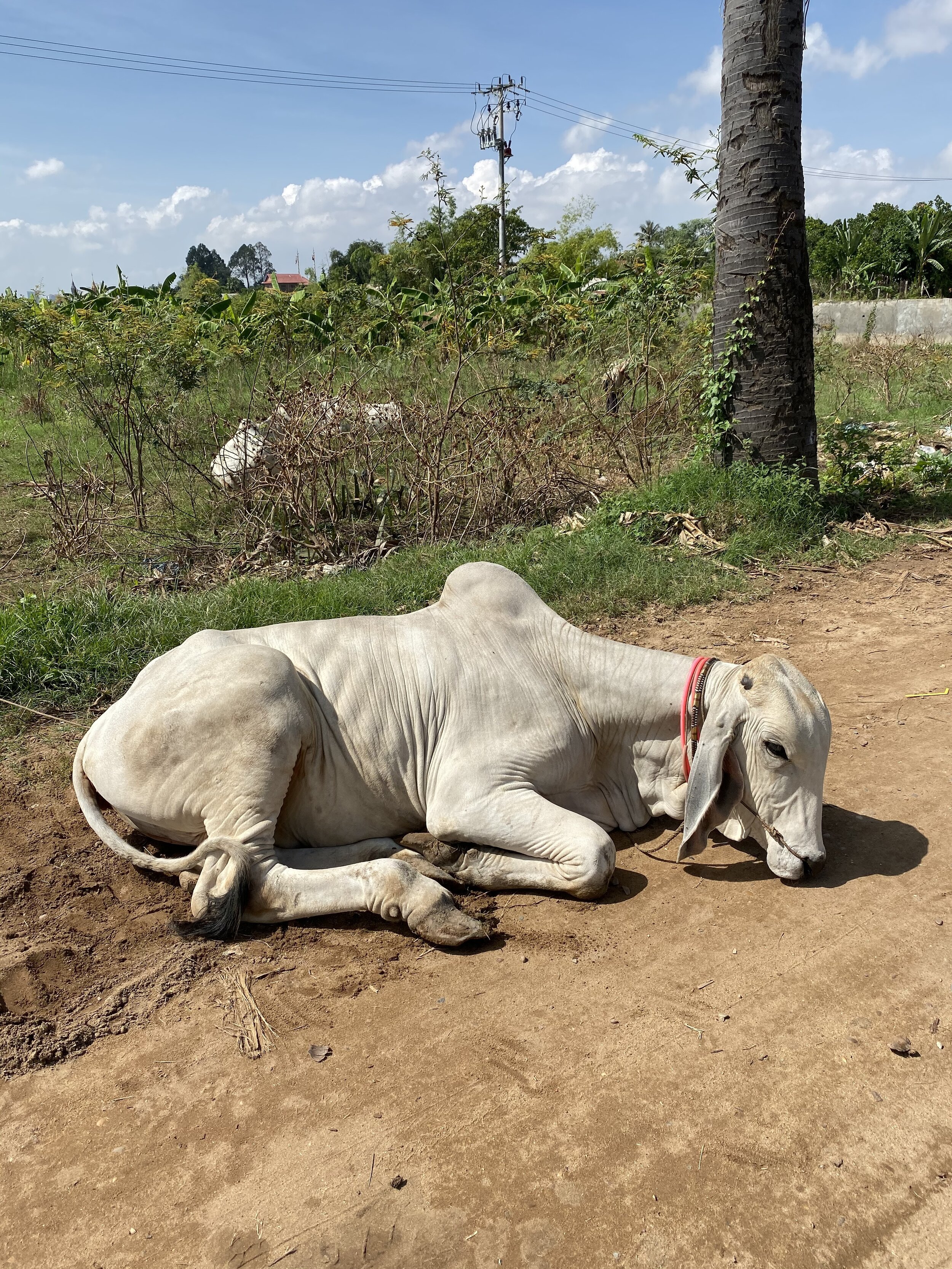 aqua expeditions mekong skinny cow cambodia.JPG