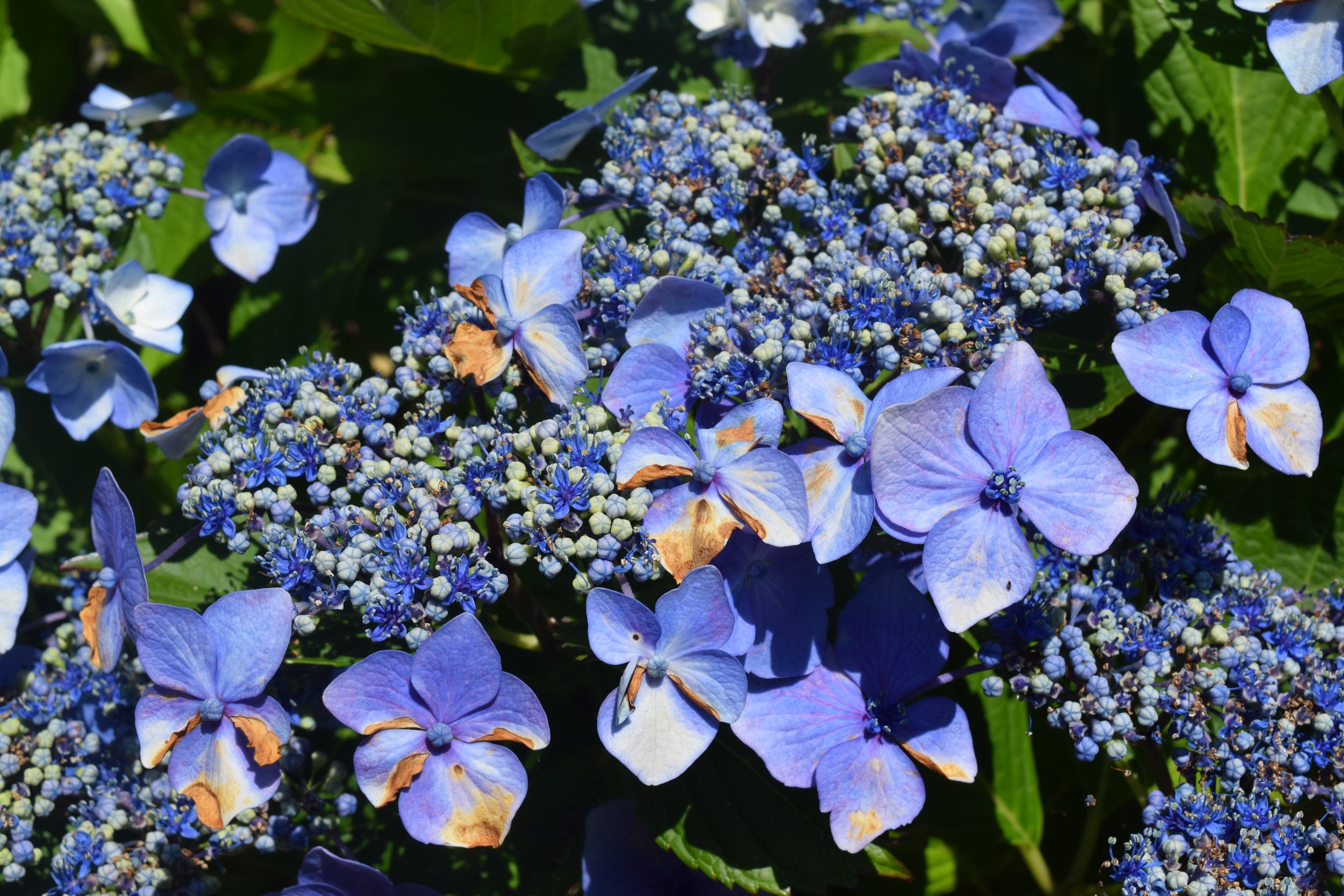 DSC_0094.JPG