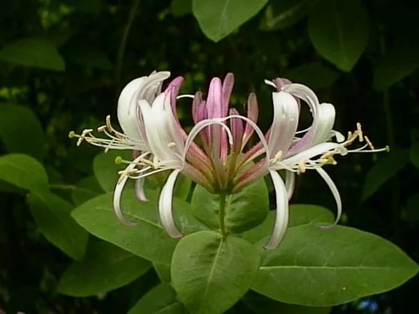 Honeysuckle flower. Note how the petals curve inward.