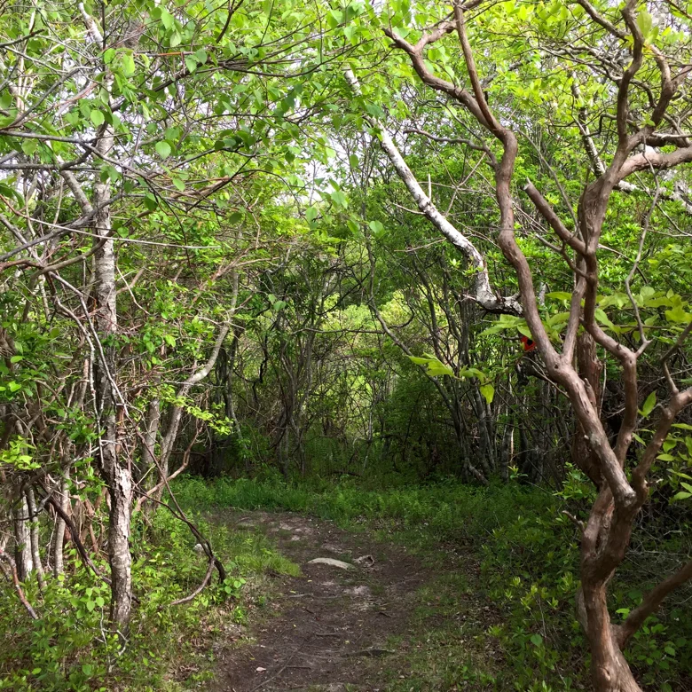 montauk guide-shadmore path