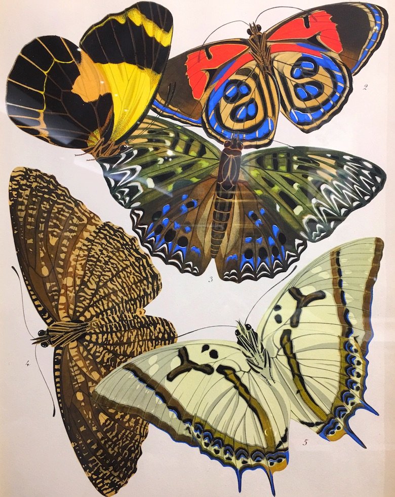 Butterlies lithograph from TEFAF 2017