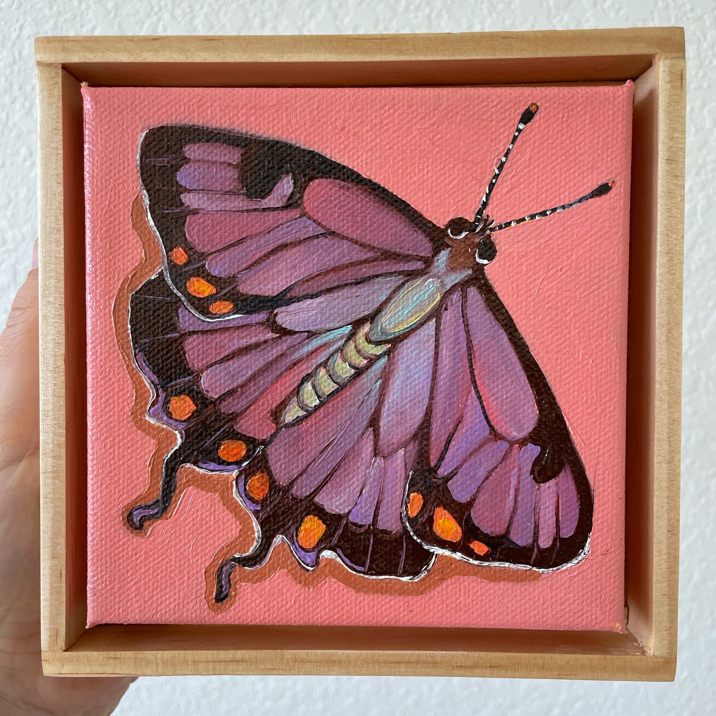a framed painting of a purple colorado hairstreak butterfly on a pink background