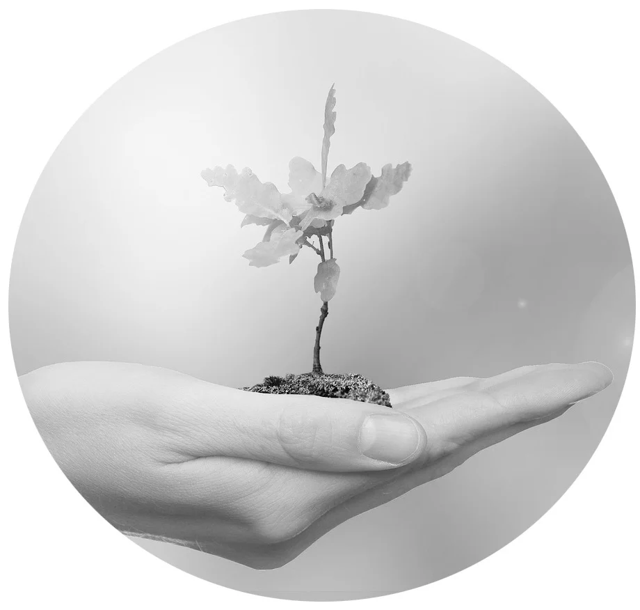 seedling round B&W.jpg