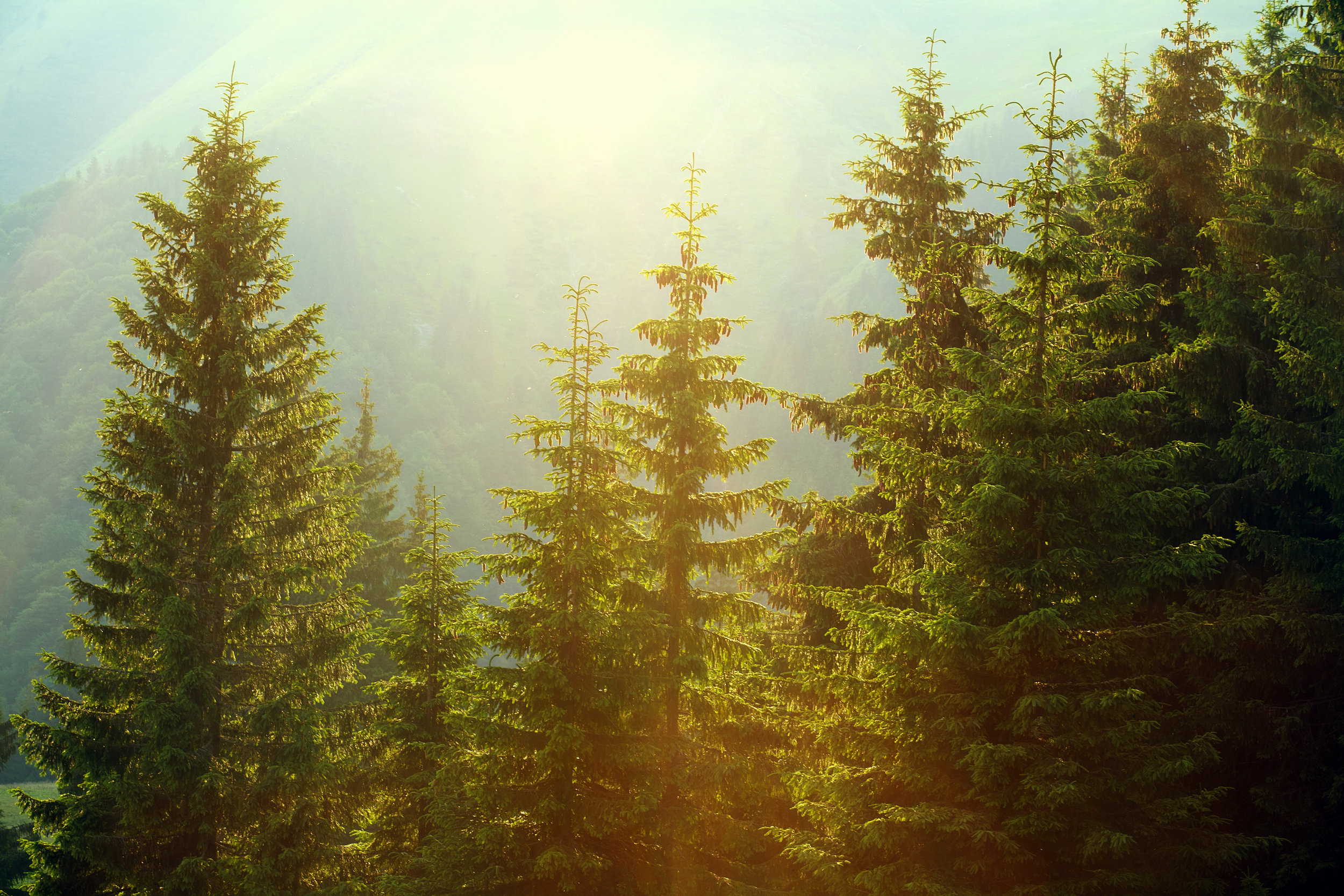 Sunlight-in-spruce-foggy-forest-on-background-of-mountains-482983344_4368x2912.jpeg