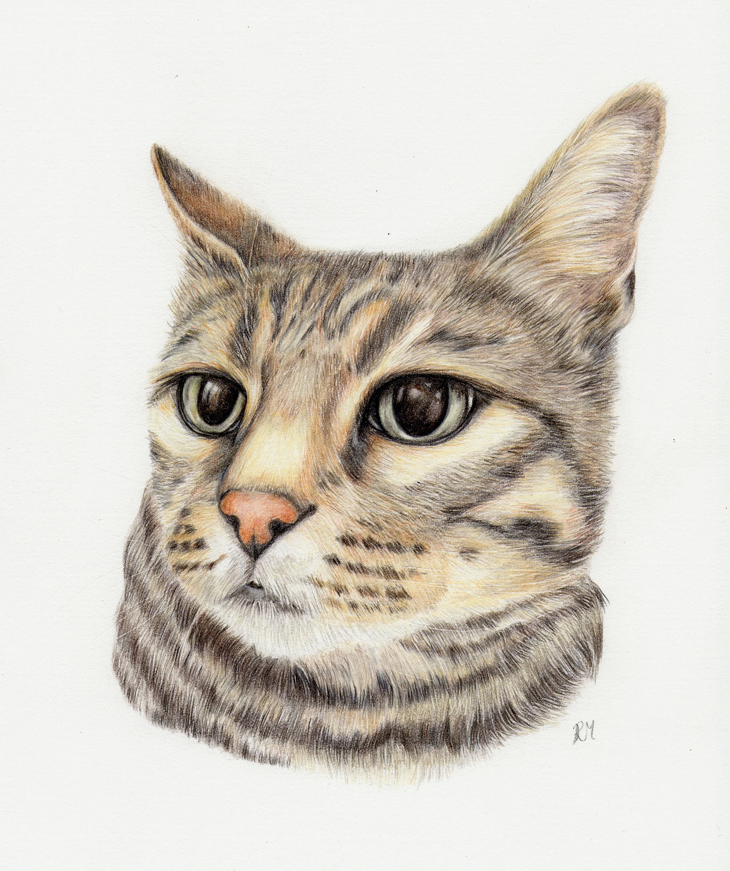 Portrait of a Bengal cat