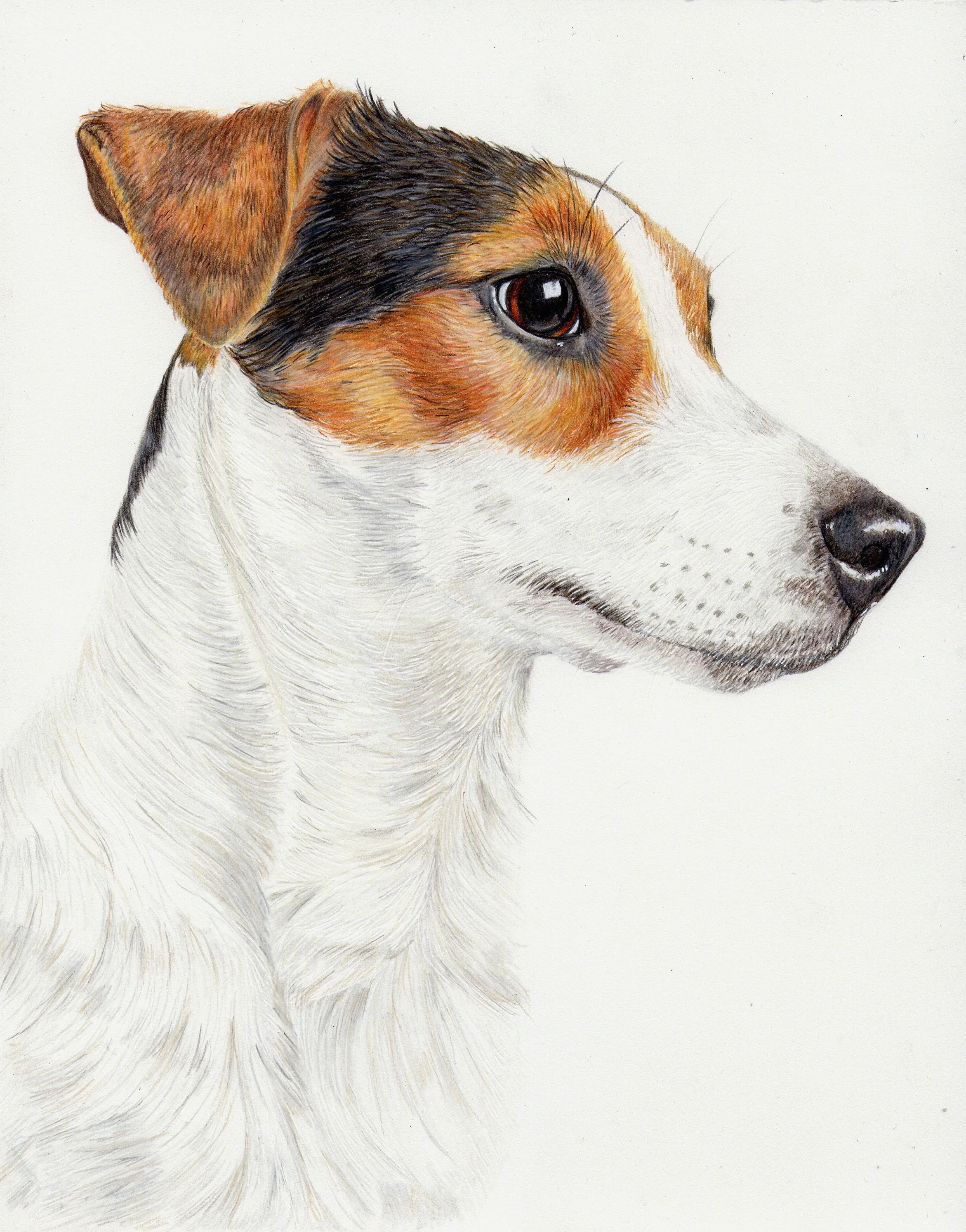 Jack Russell Terrier Portrait