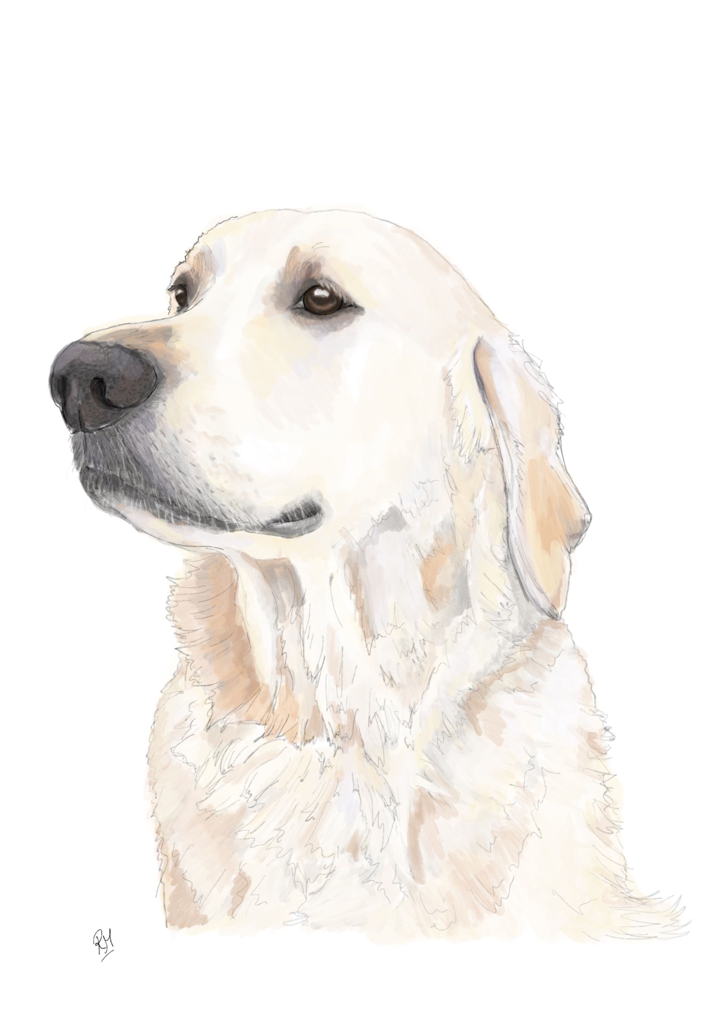 'Boo' the Labrador