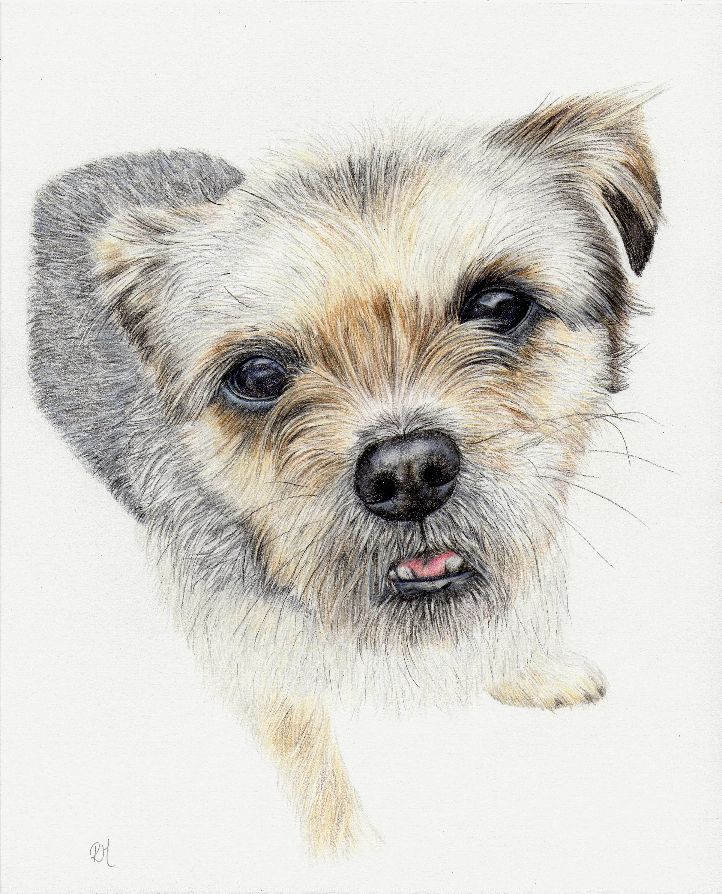 Portrait of a Yorkshire Terrier