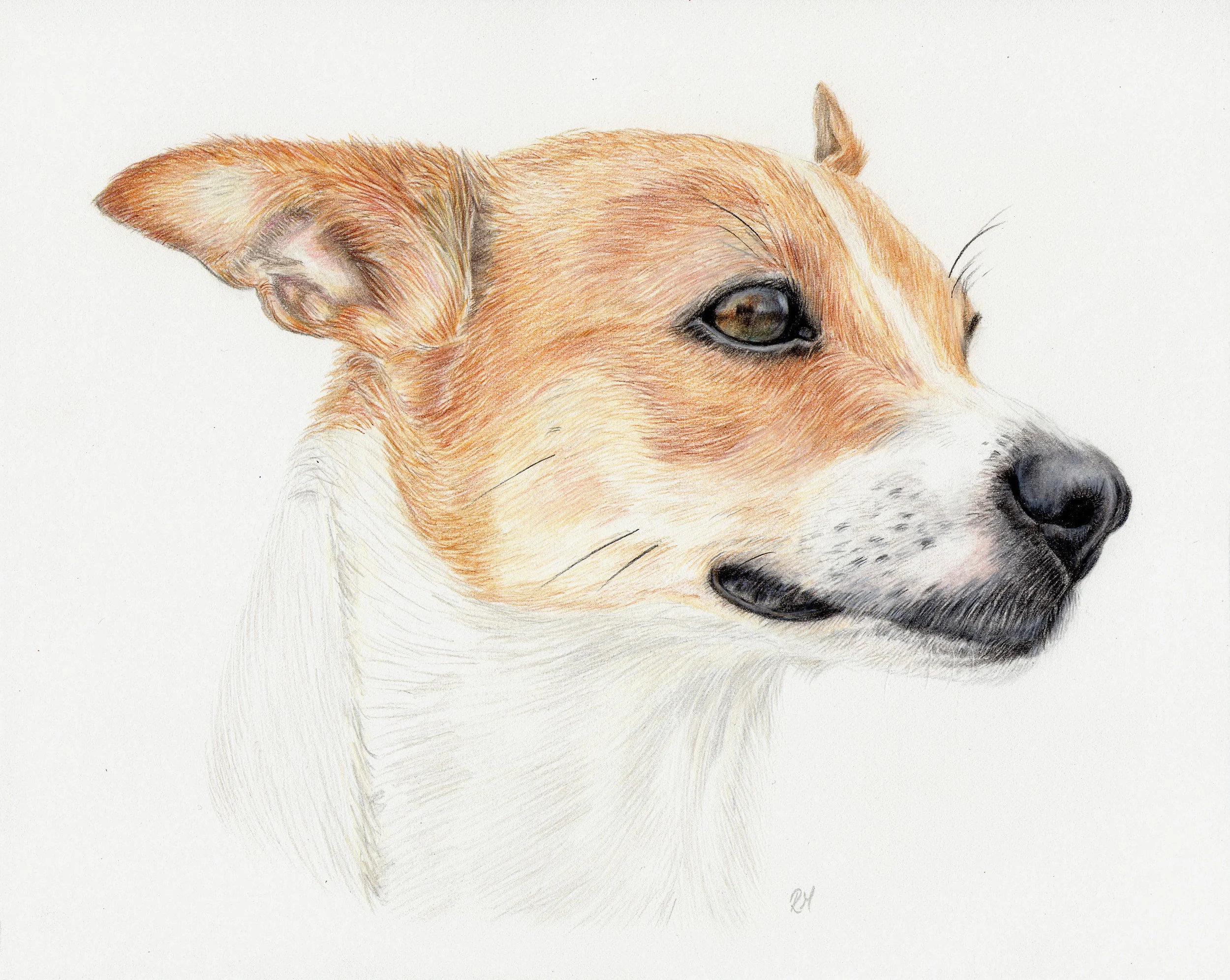 AlexLidster.Terrier.JPG
