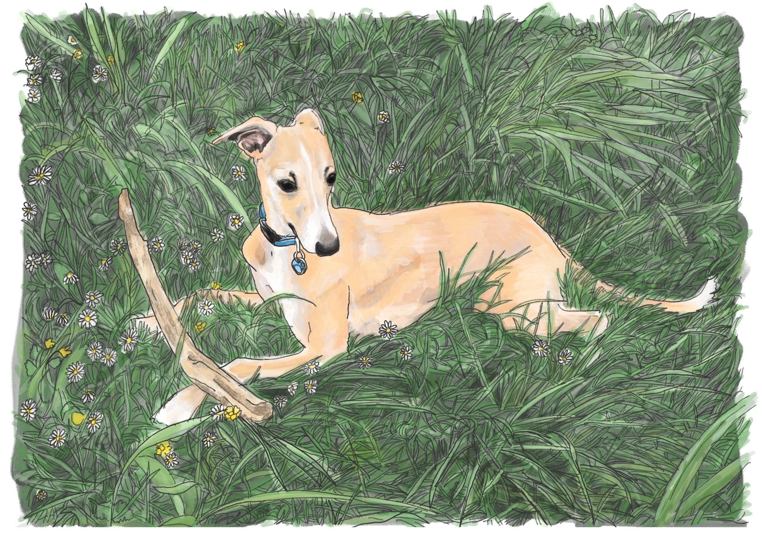 Reggie the whippet