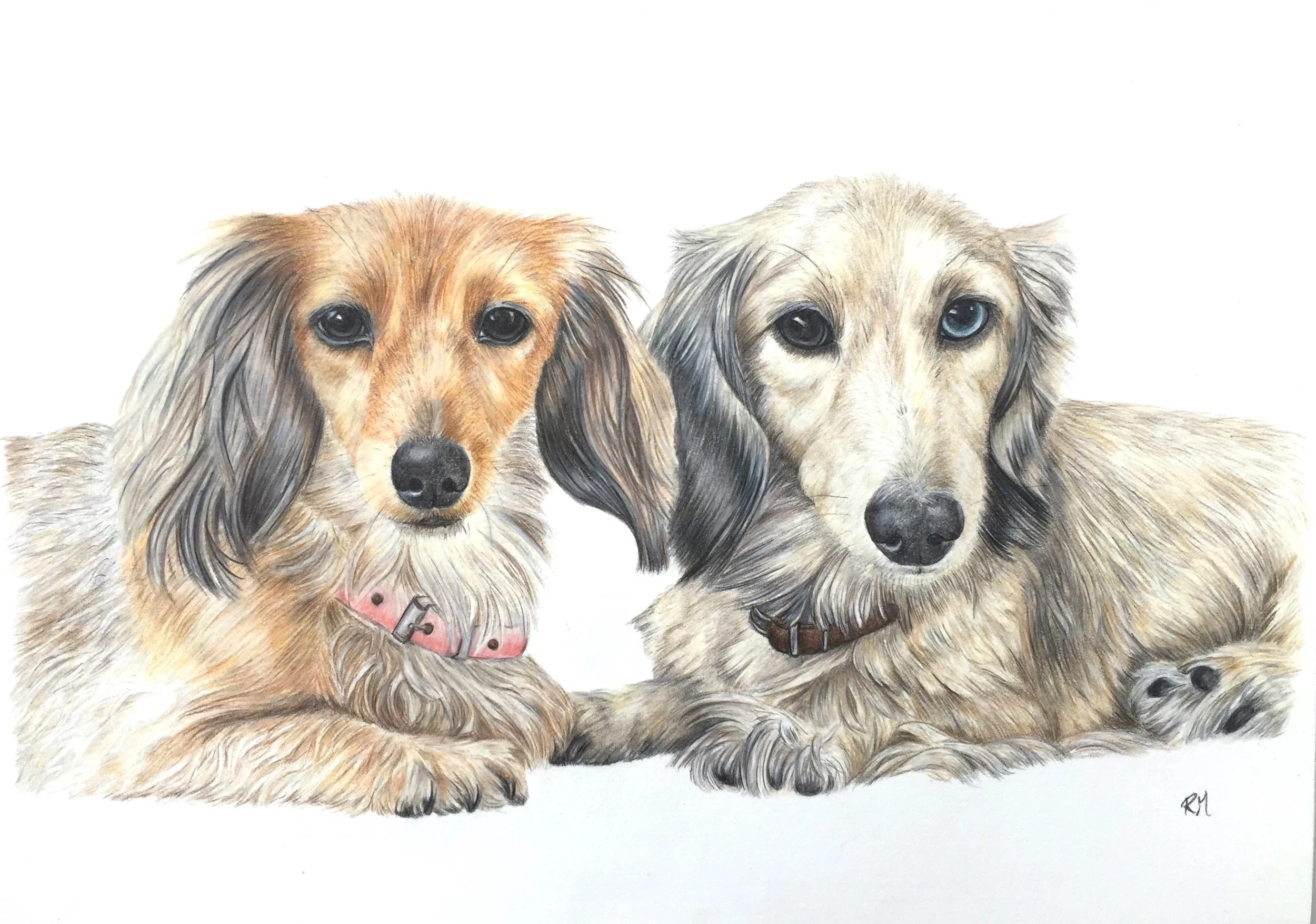 Portrait of Bruce aand Penny the Dachshunds