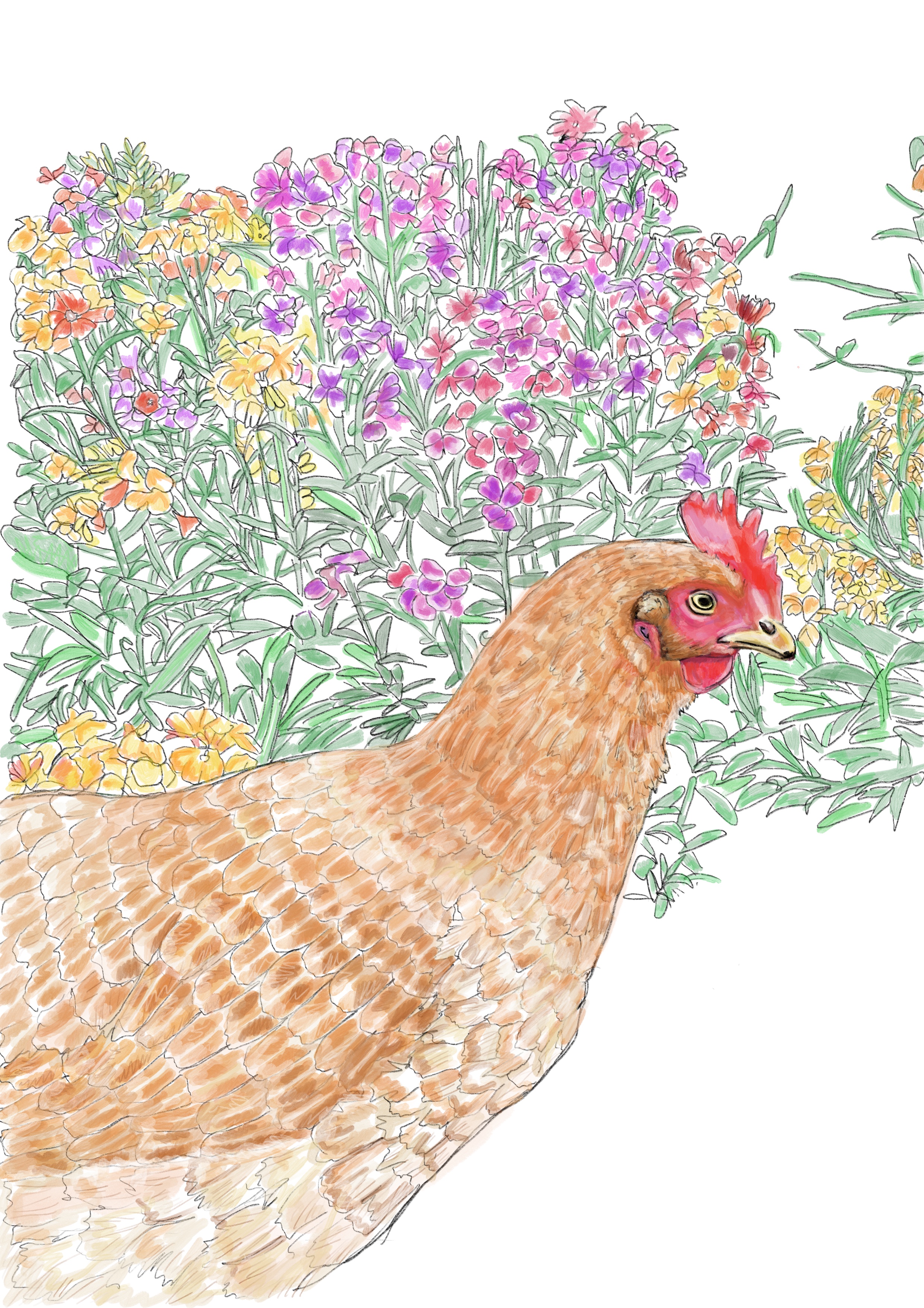 Portrait of a pet Hen CJ