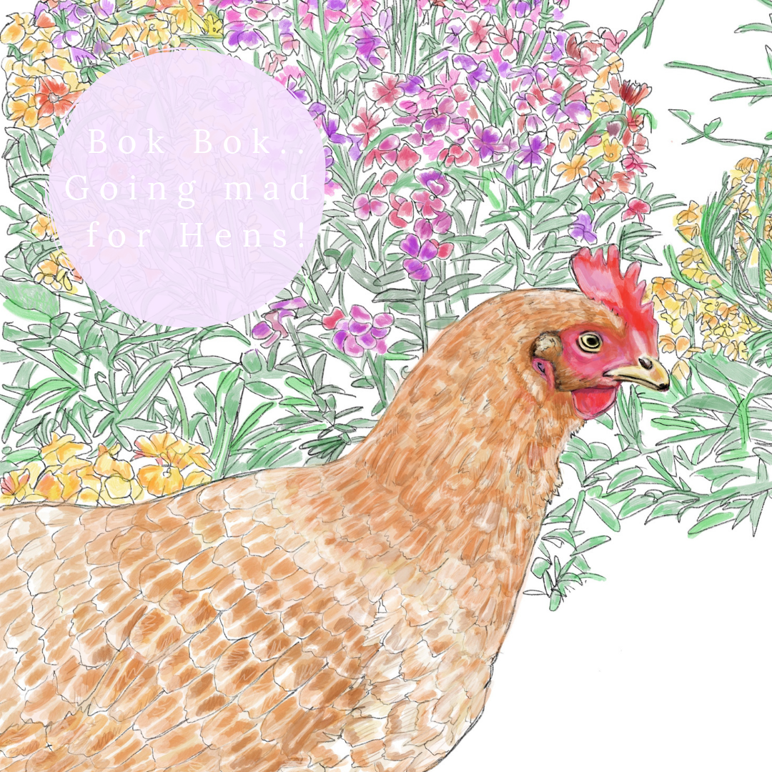Bok Bok going mad for Hens !