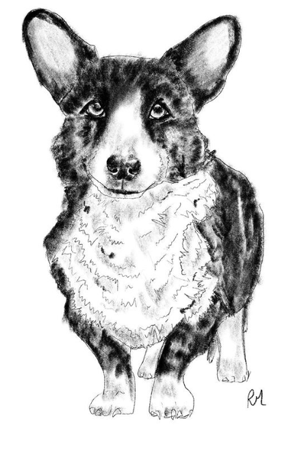 Cardigan Welsh Corgi