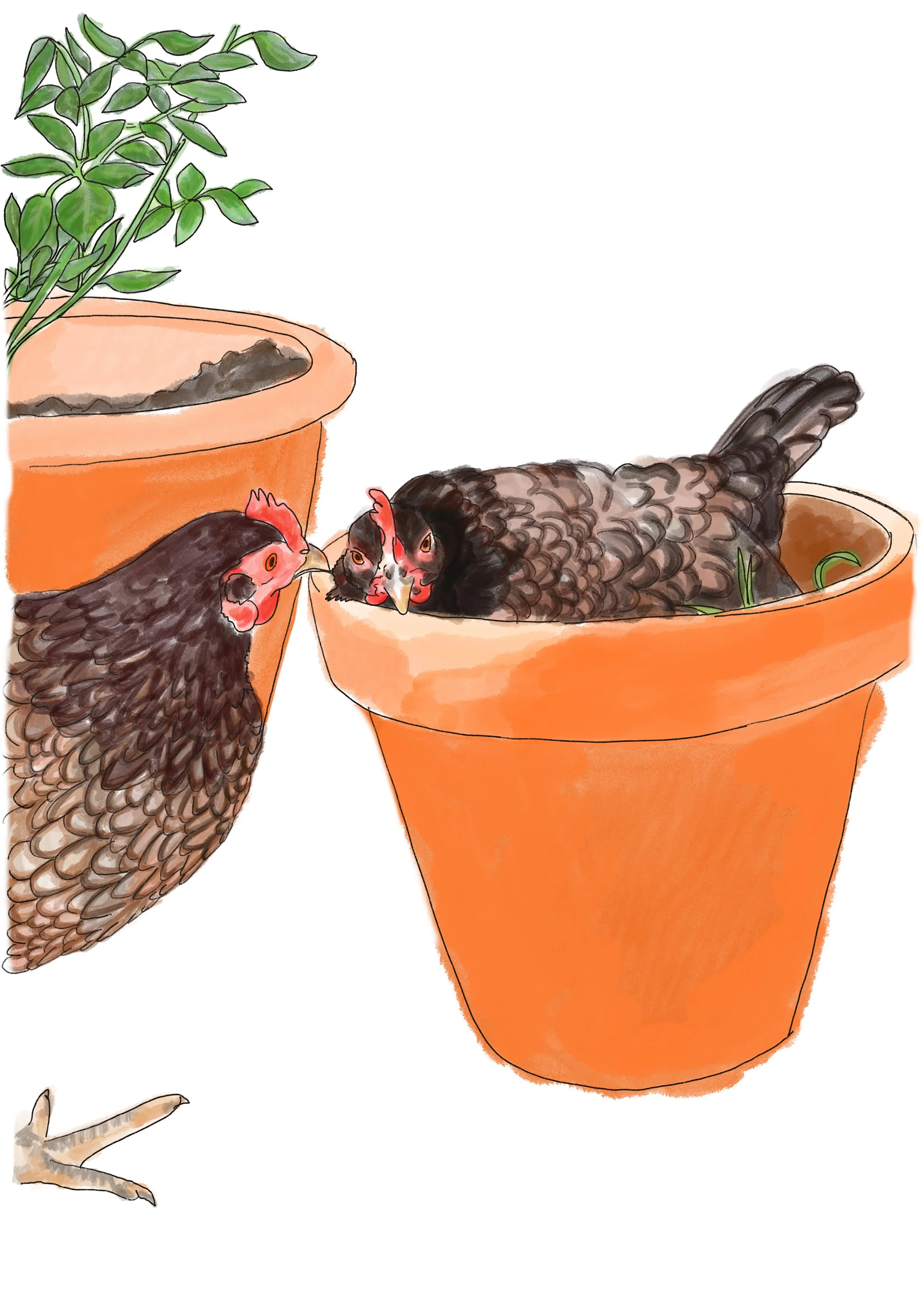 Novice Allotmenteer.jpg