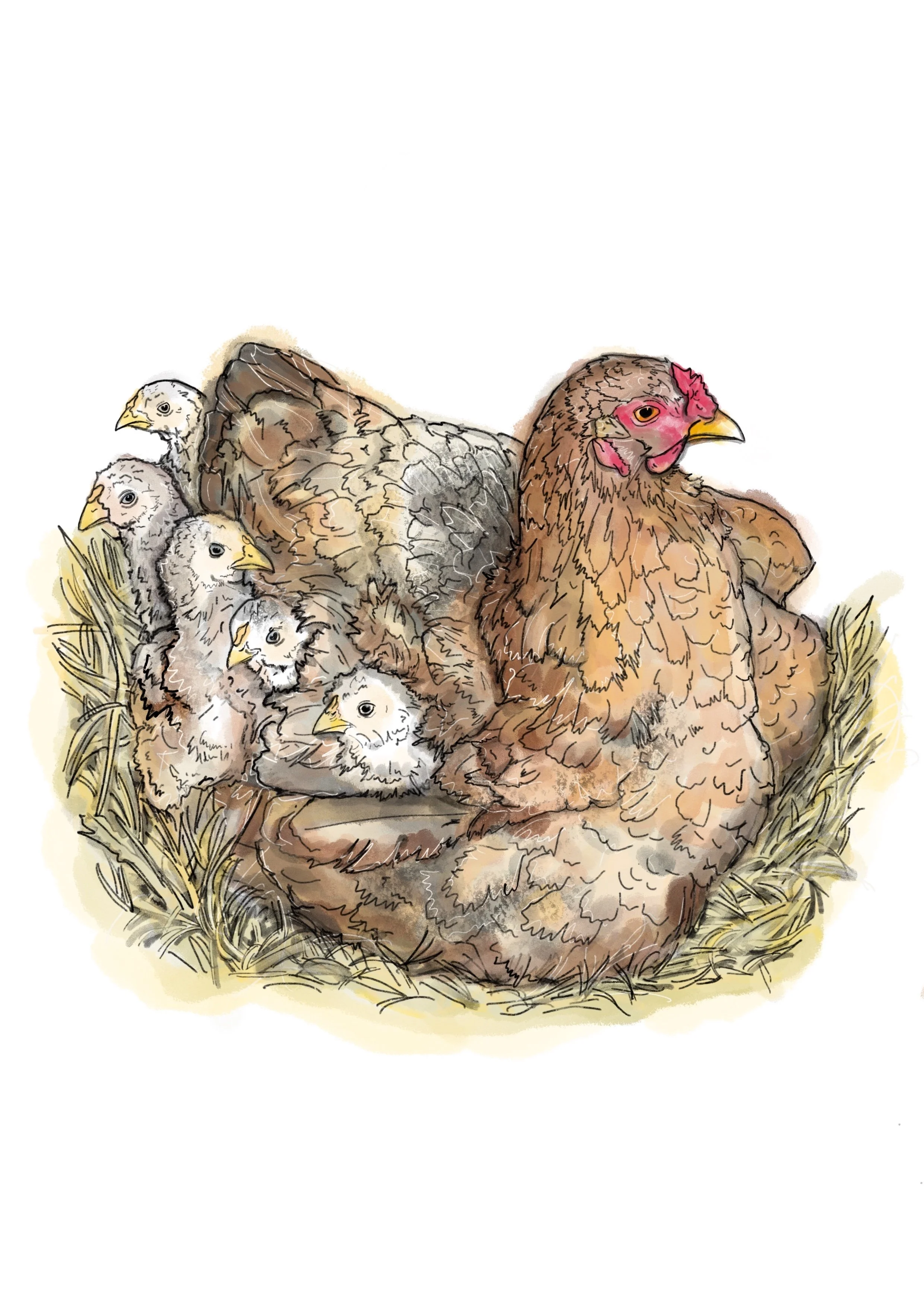 Cecile's Chickens .jpeg