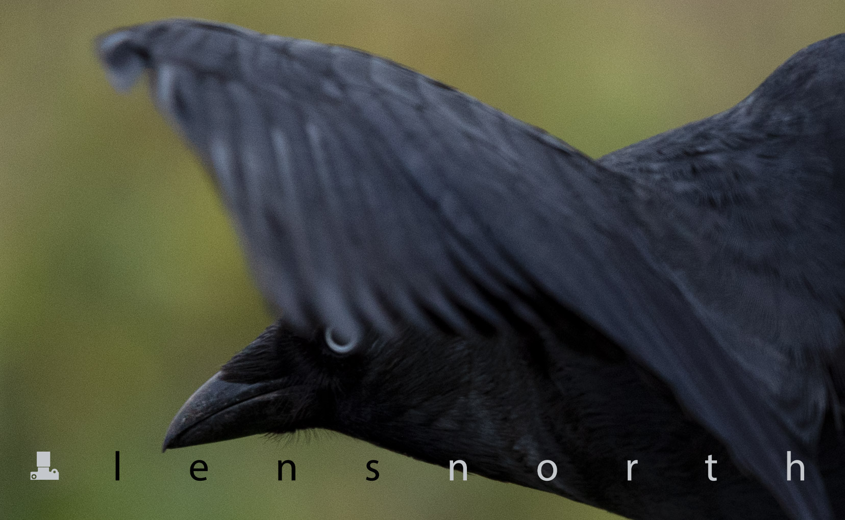 Jackdaw eye under wing_DSC8321.jpg