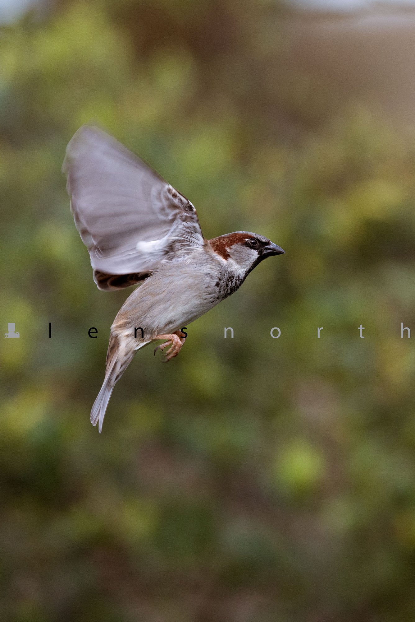 Sparrow hovering_DSC8666.jpg