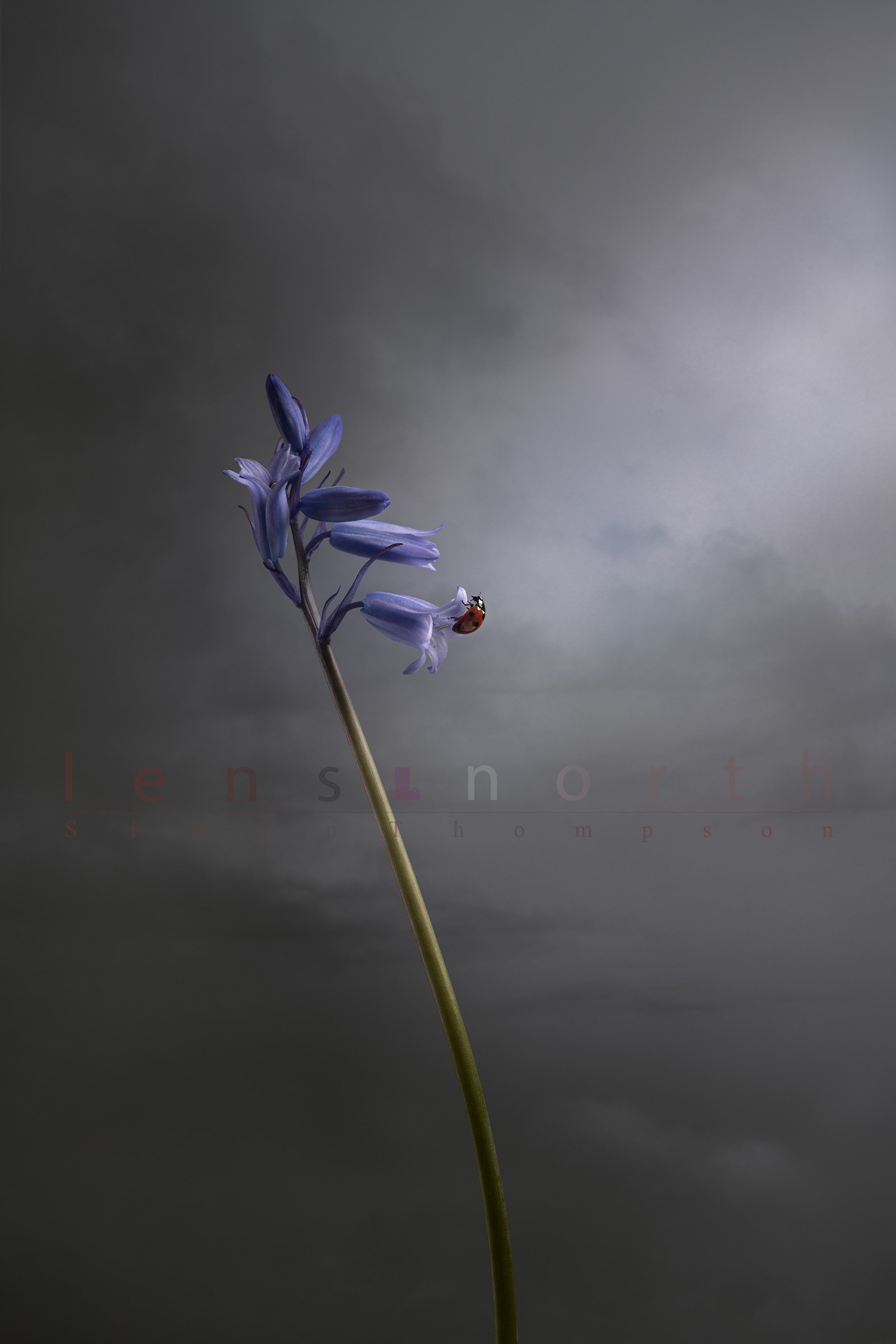 Bluebells and ladybird_DSC4184-Edit.jpg