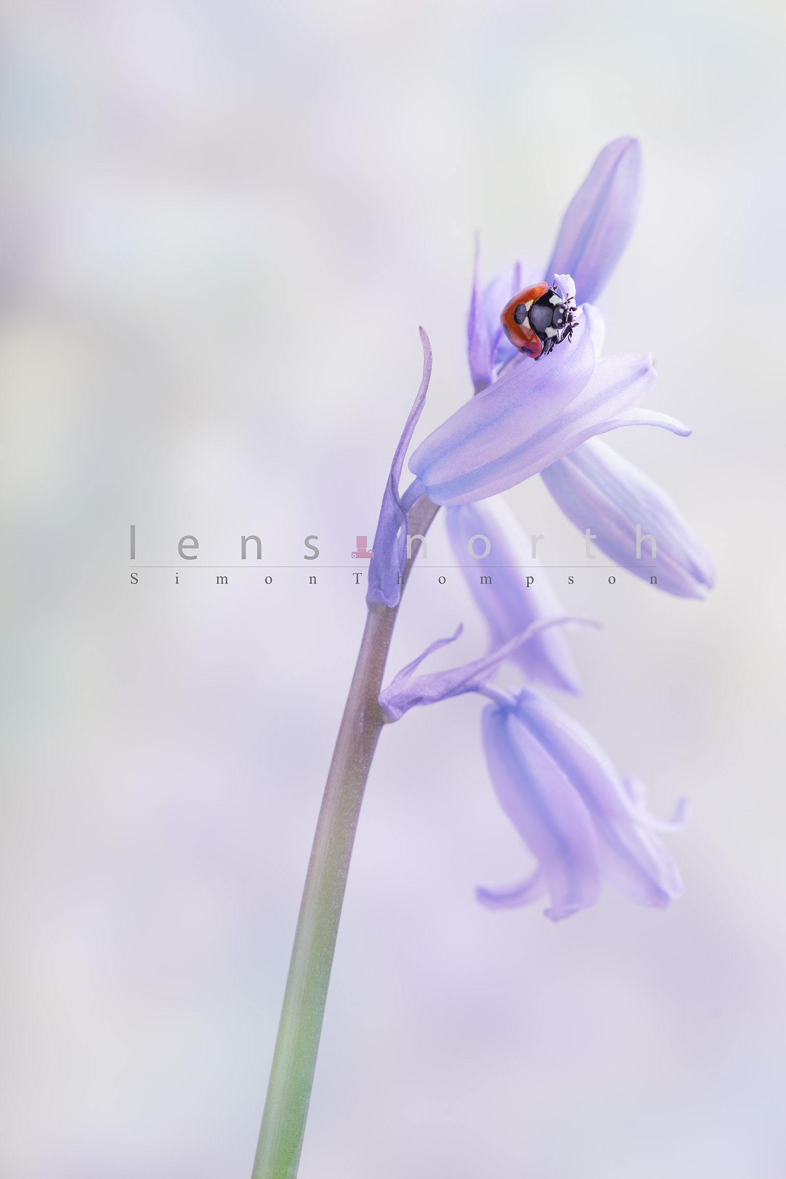 bluebells and ladybird_DSC4262-Edit.jpg