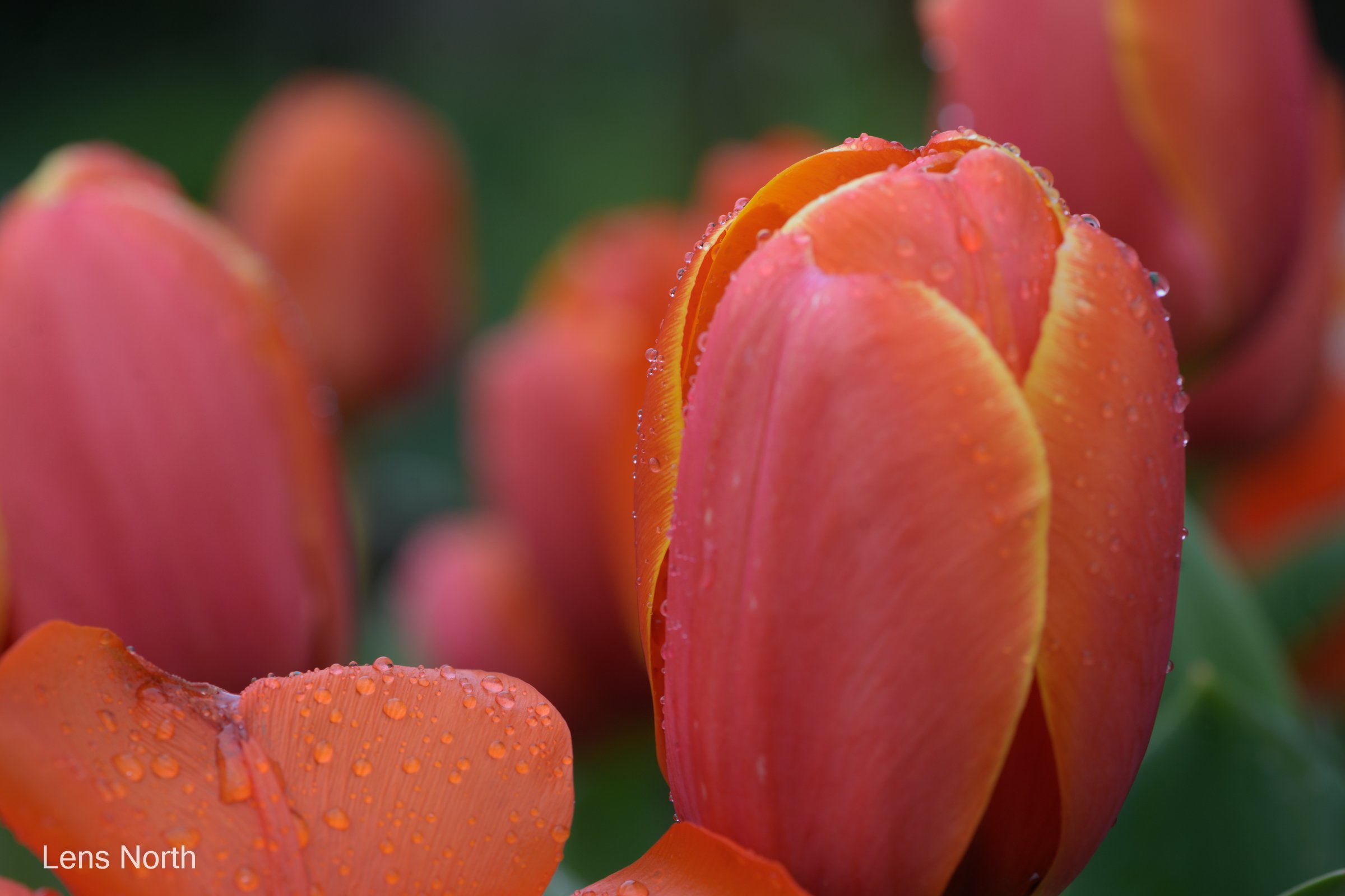 Tulip-8956.jpg