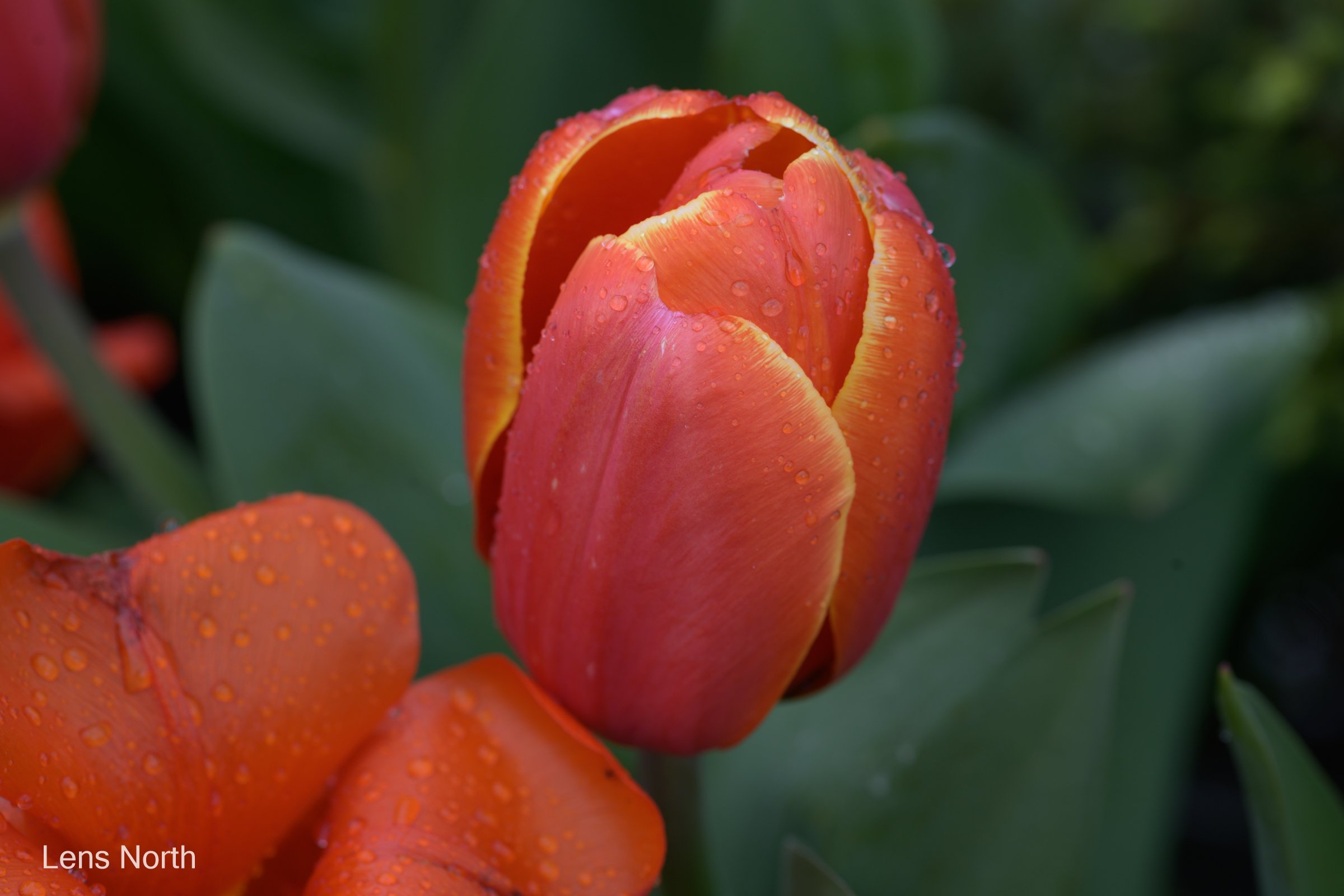 Tulip-8958.jpg