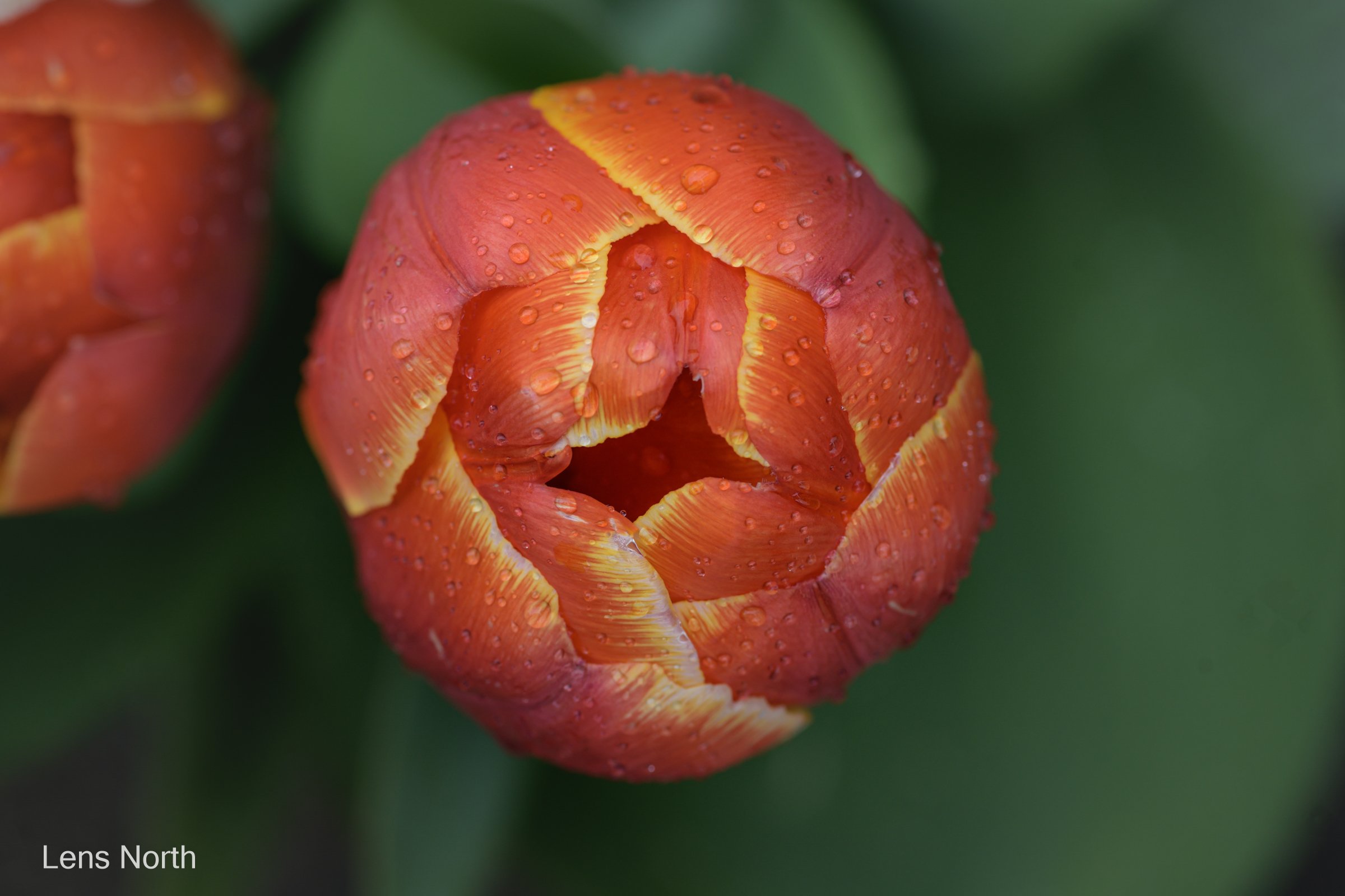 Tulip-8959.jpg