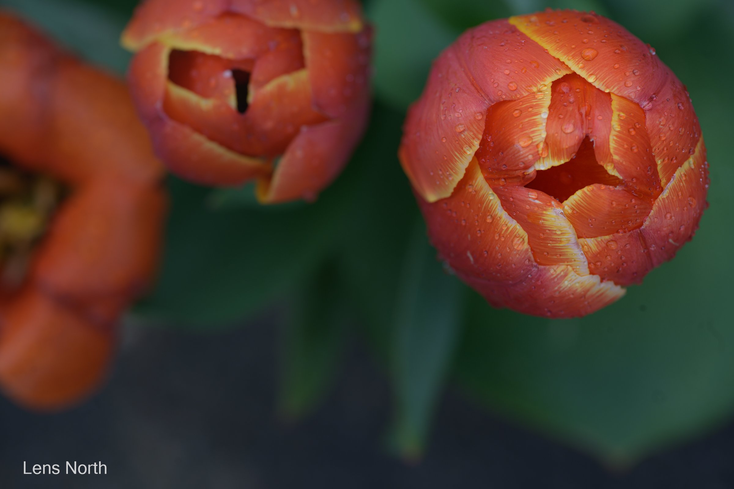 Tulip-8960.jpg