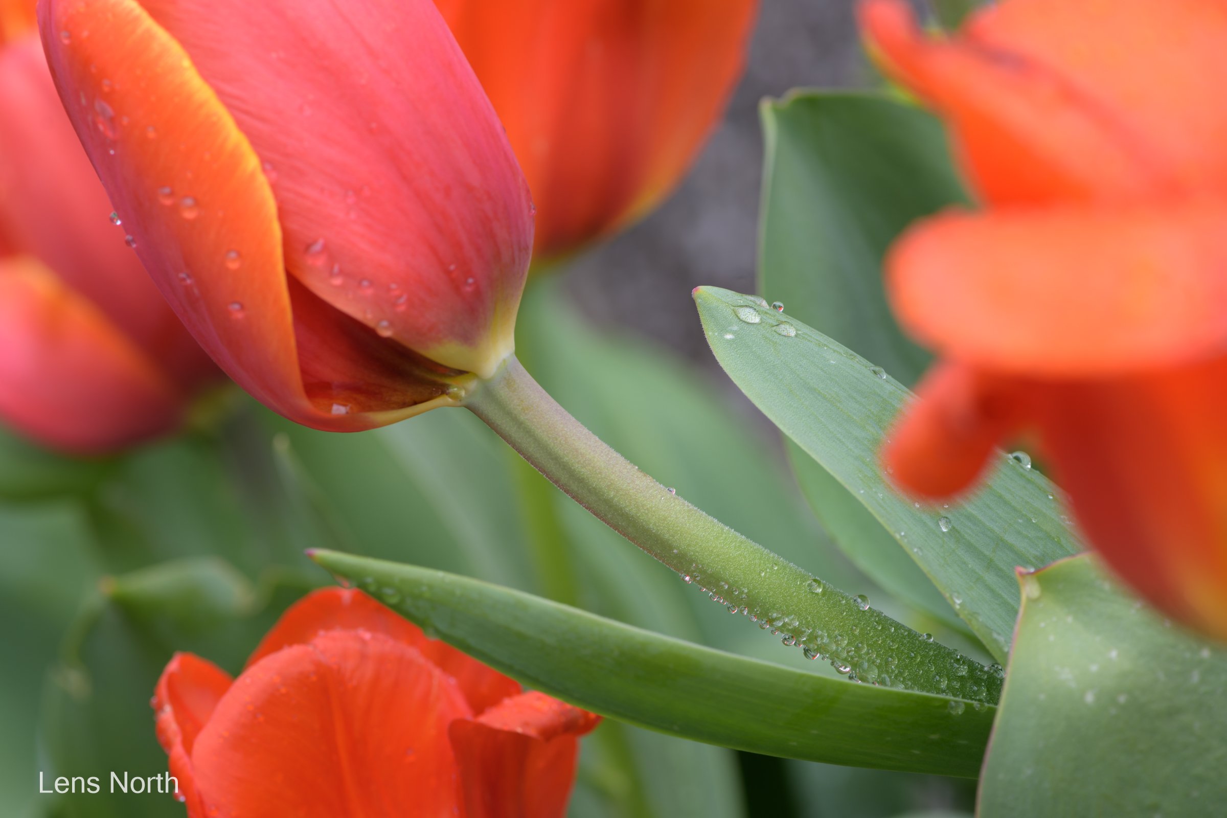 Tulip-8963.jpg