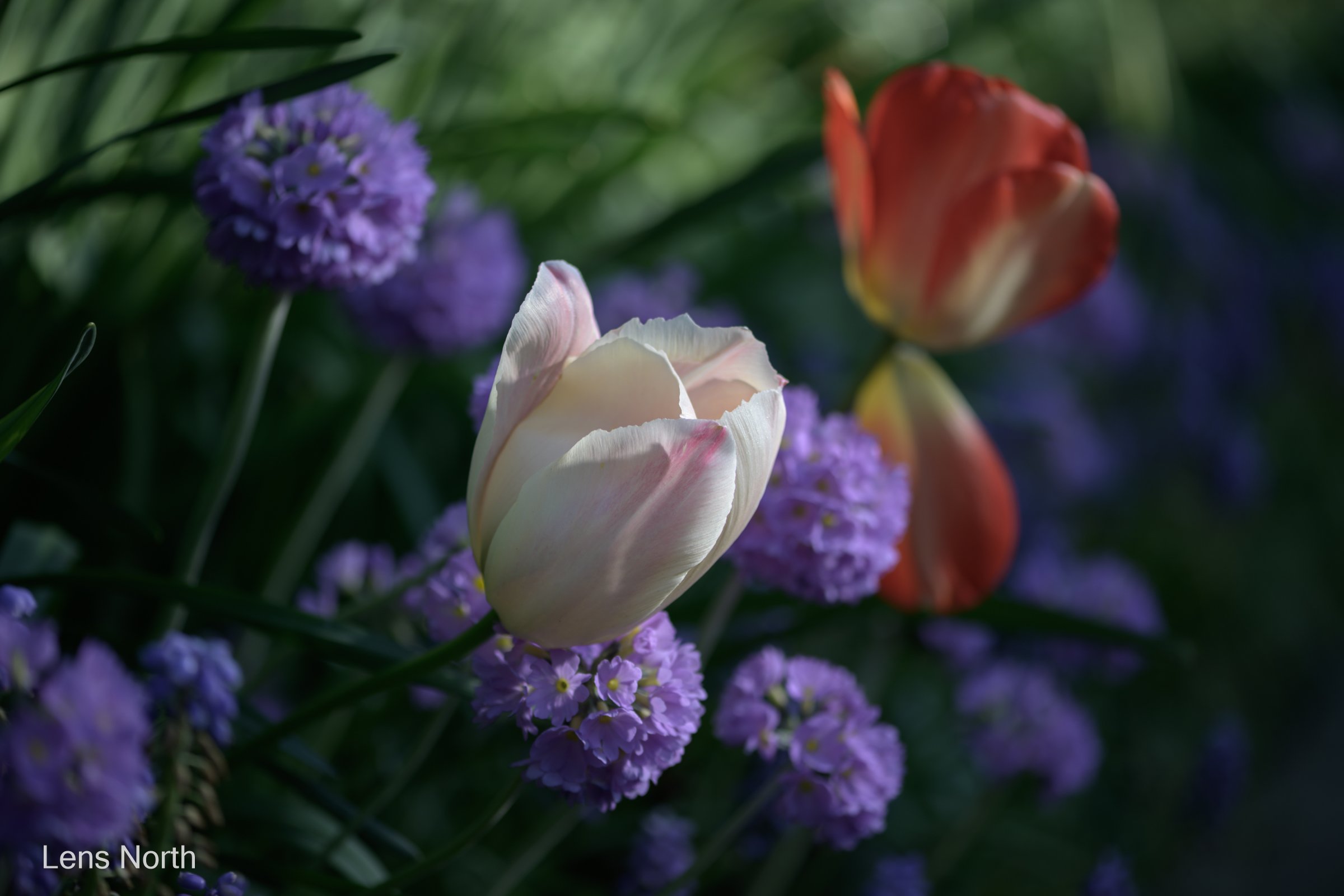tulips small garden-9022.jpg