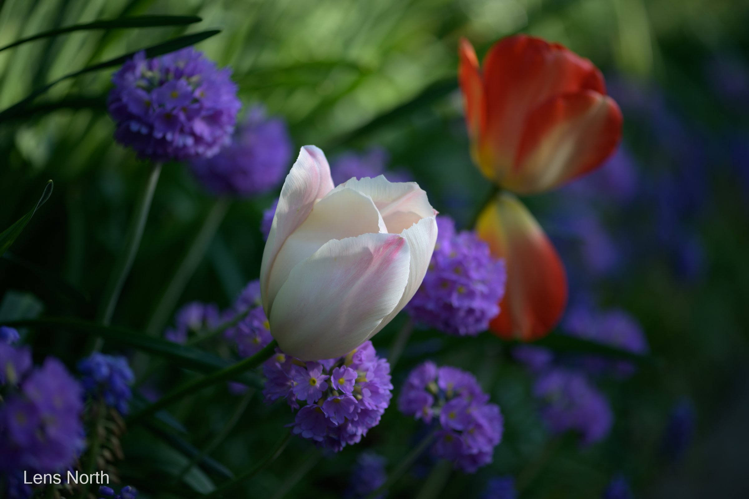 tulips small garden-9023.jpg