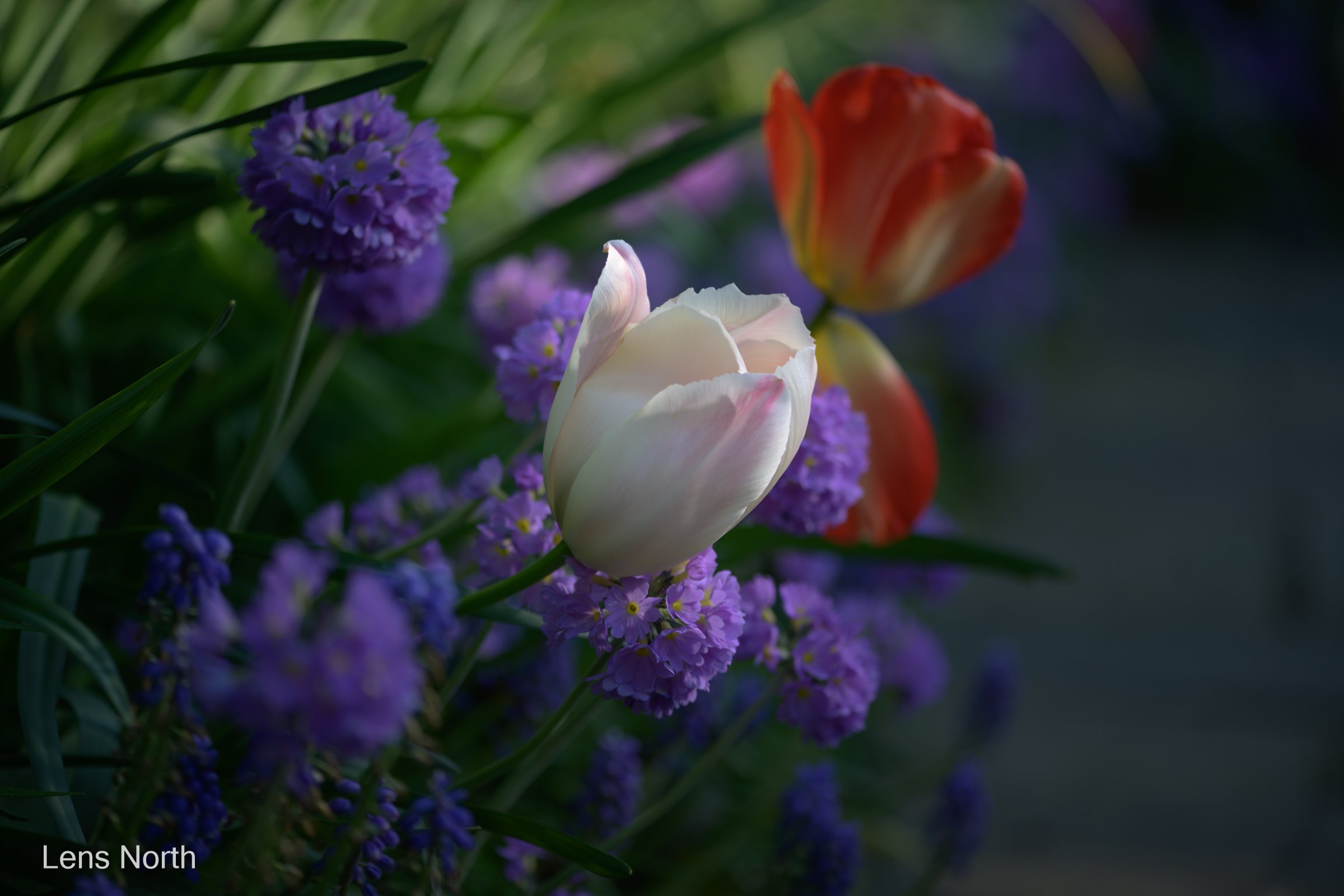 tulips small garden-9024.jpg