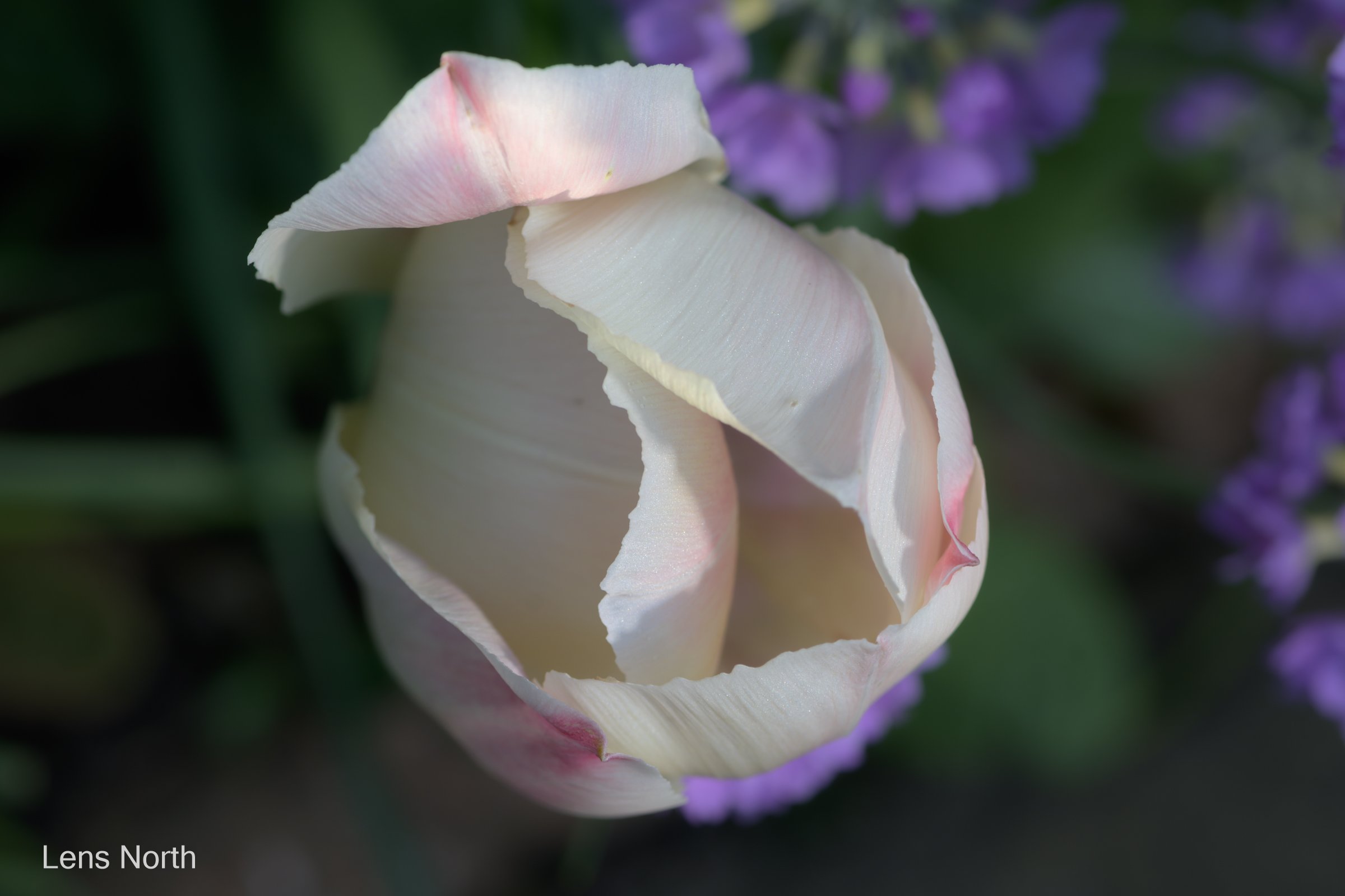tulips small garden-9028.jpg