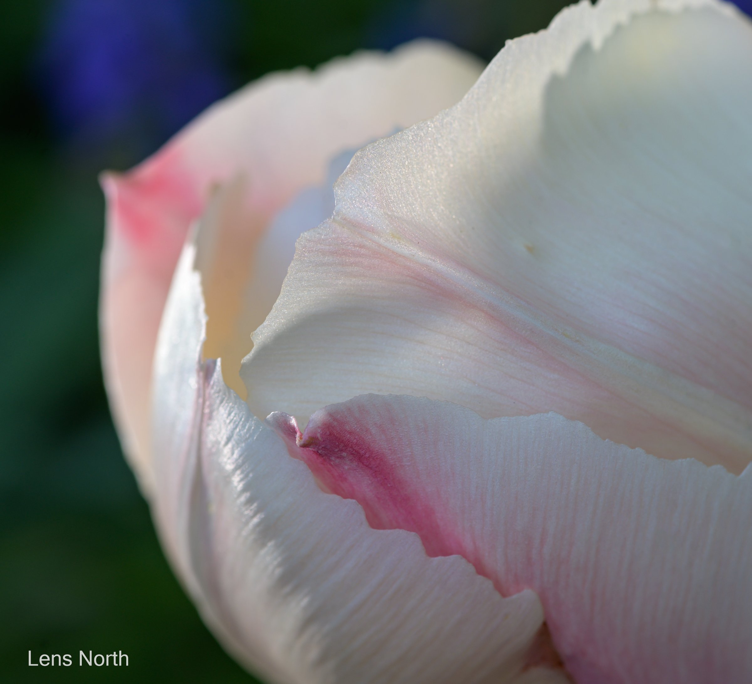 tulips small garden-9036.jpg