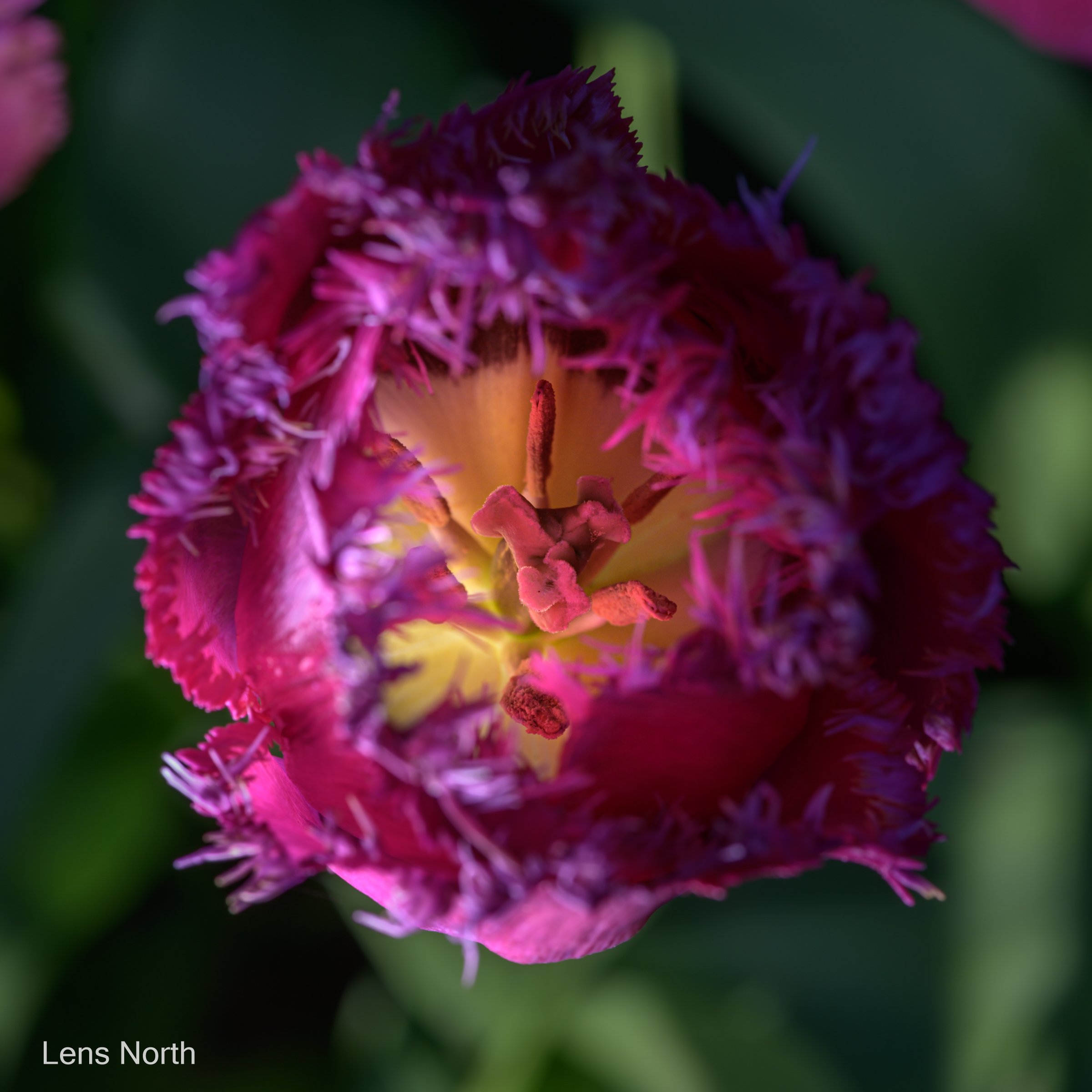 tulips small garden-9039.jpg