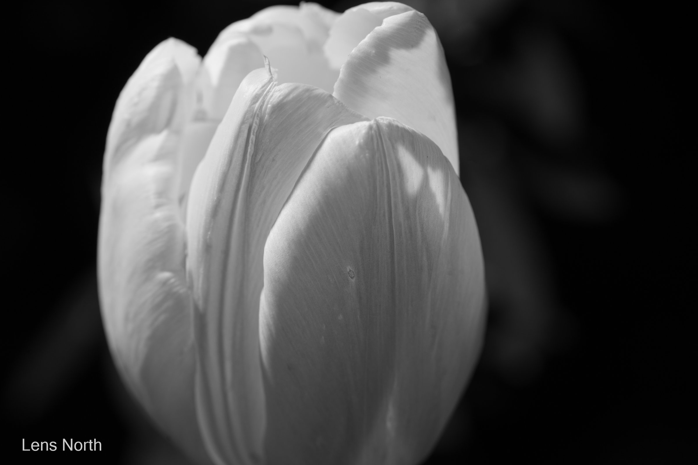 White tulip-9048.jpg