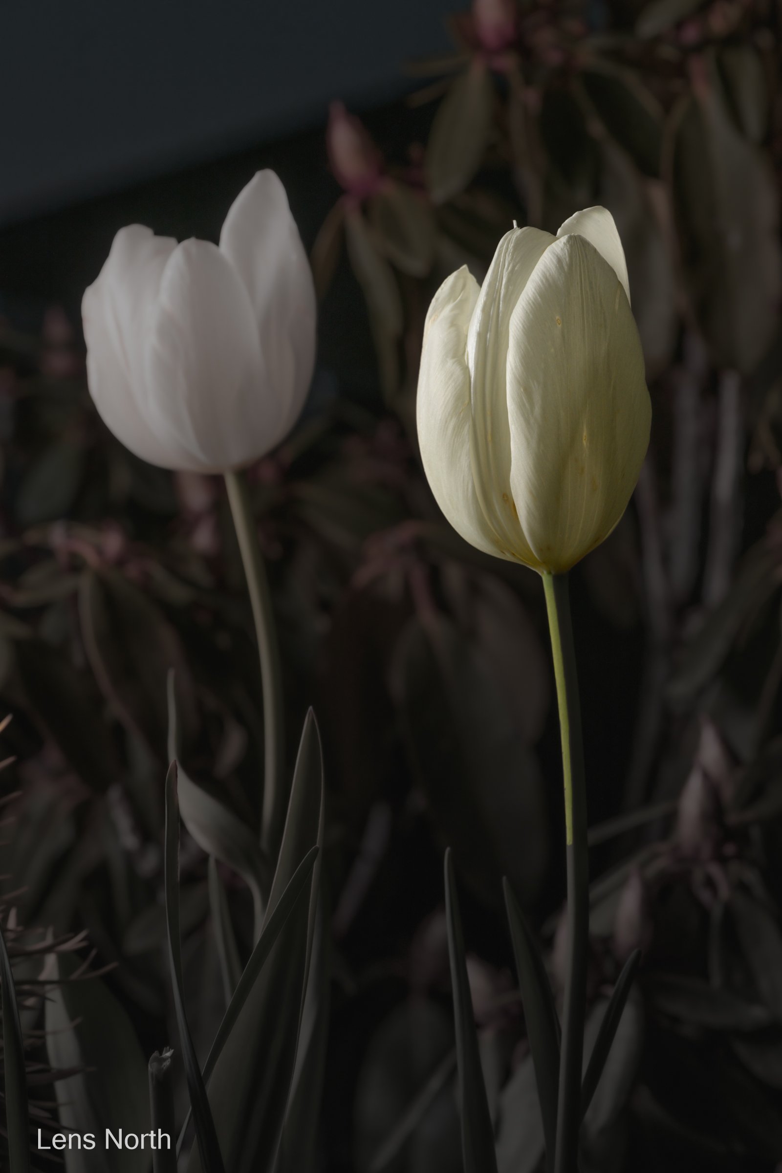 White tulip-9055.jpg