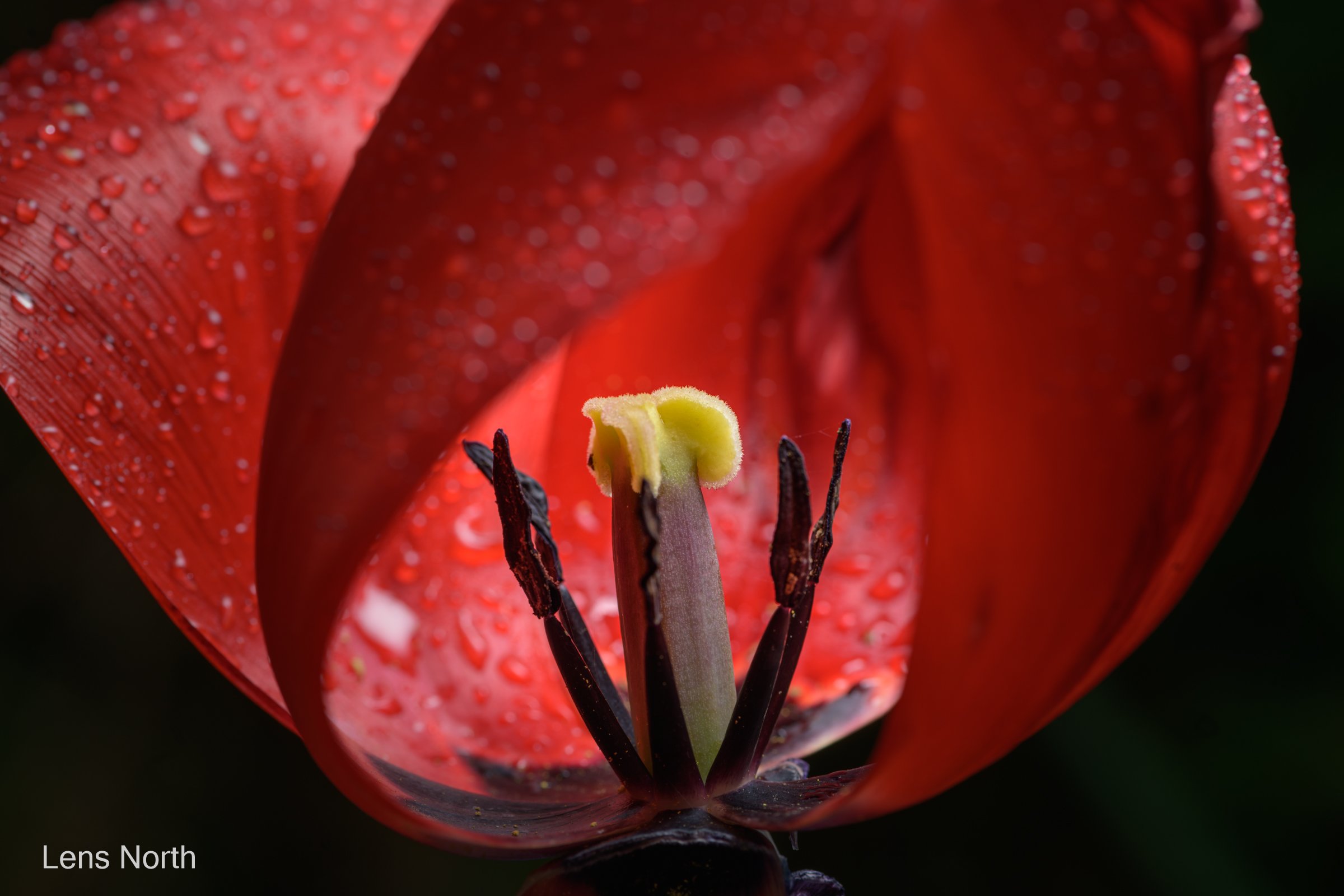 tulips-9094.jpg
