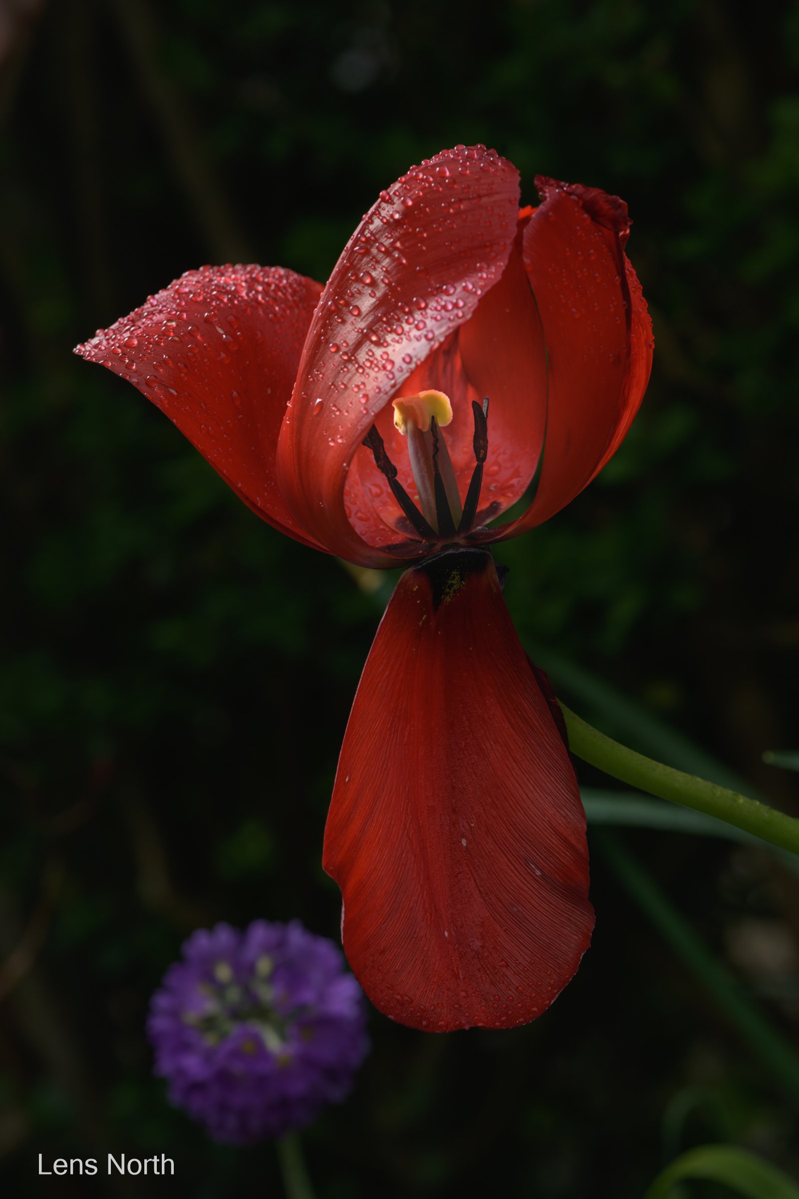 tulips-9102.jpg
