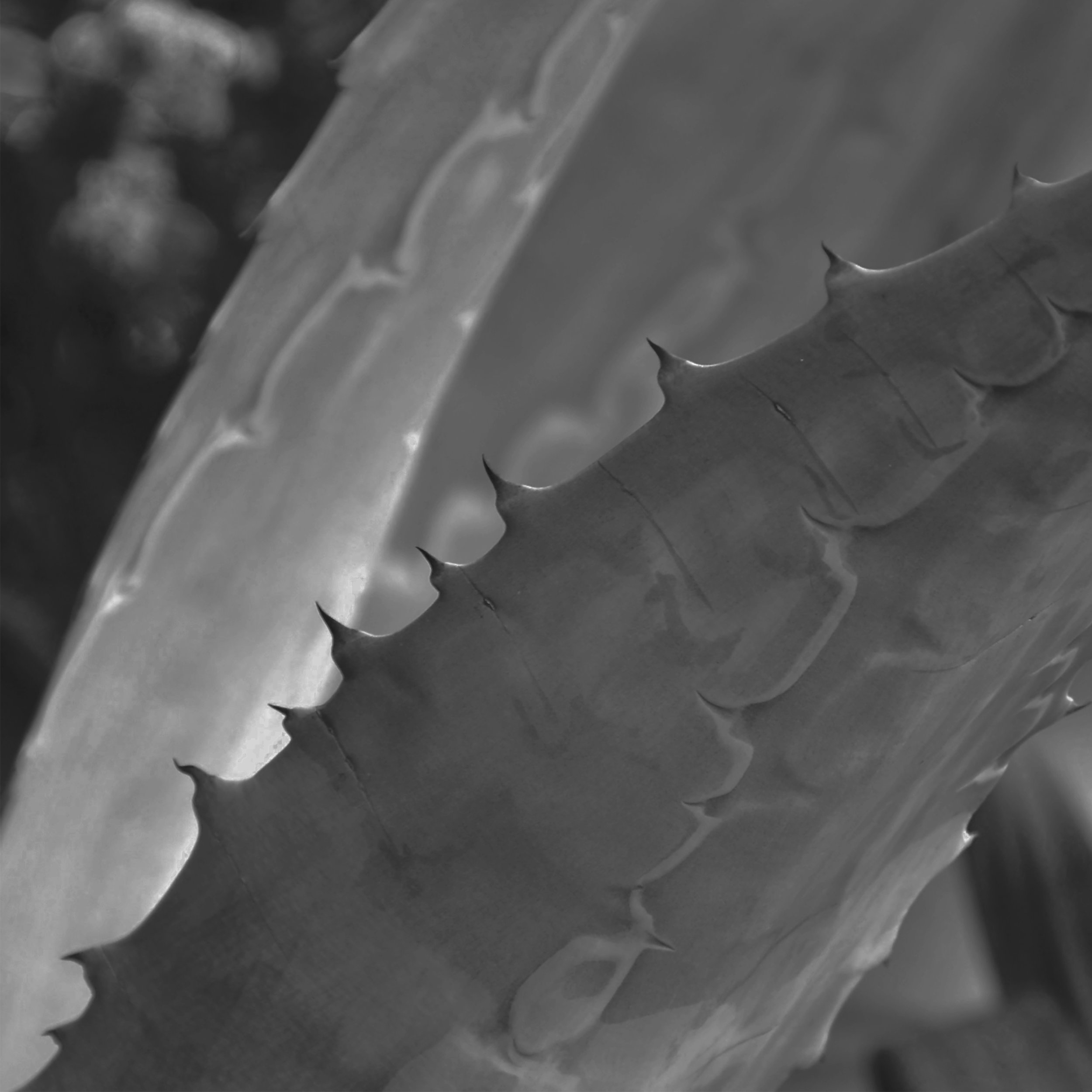 Agave Graphic 2 BW DIFFUSE.jpg