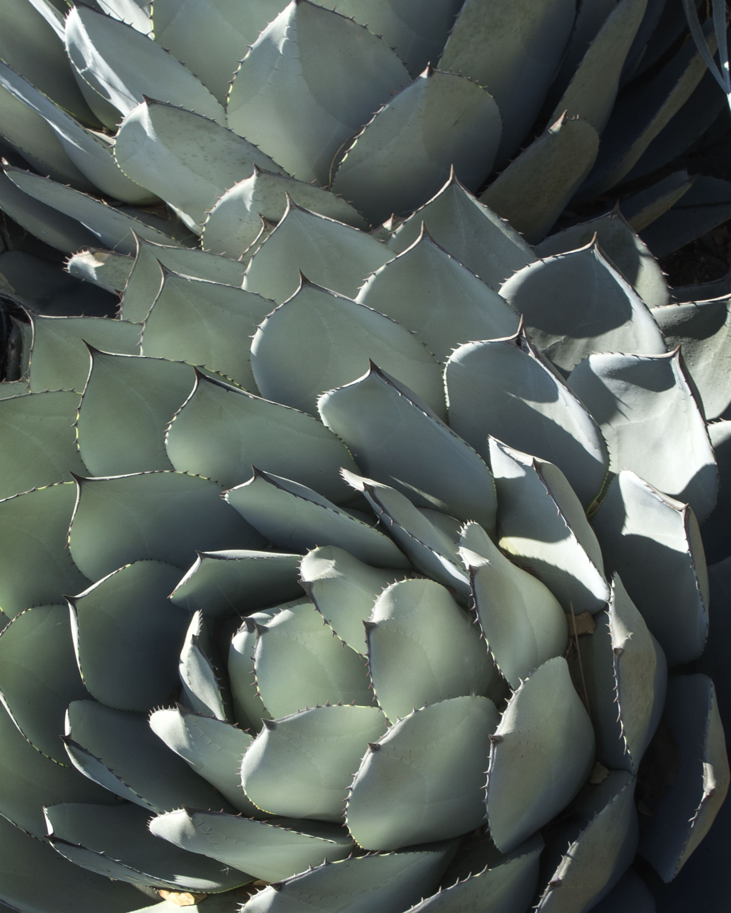 Cacti Agave 4 8x10.jpg